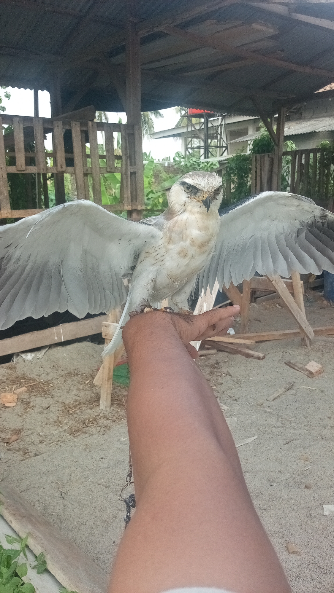 An adult bird of prey with white and grey plumage, and a light brown head is perched on a person's left forearm, which is angled towards the camera. The bird's wings are spread wide, displaying its full wingspan. Its beak is open, and its eyes are focused forward. The person's arm is brown-skinned. The background consists of a weathered, open-sided structure with a corrugated metal roof, wooden plank fencing, and sandy ground. Vegetation and other structures are visible in the distance, suggesting an outdoor, possibly rural or semi-rural setting.