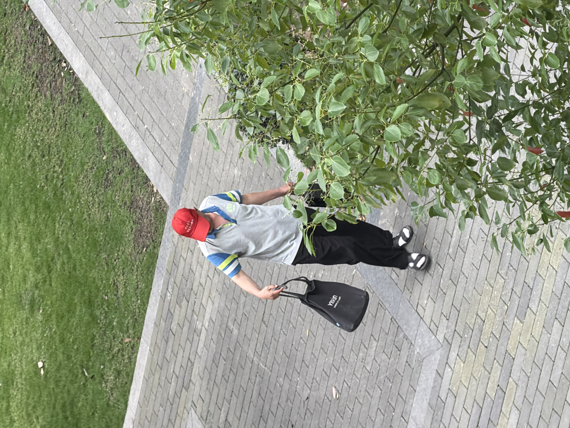 The image depicts an overhead view of a person standing on a paved area, potentially a sidewalk or plaza, in an urban environment. The individual is wearing a red cap, a gray polo shirt with blue and yellow accents on the sleeves, black pants, and black and white slide sandals. They are holding a black tote bag with white lettering. The person appears to be reaching towards or interacting with a dense, leafy bush or tree located to their right. The background includes a strip of green grass on the left, a brick-paved area, and the greenery of the bush/tree dominating the upper right portion of the image. Chongqing High-tech Zone, China, has been mentioned.