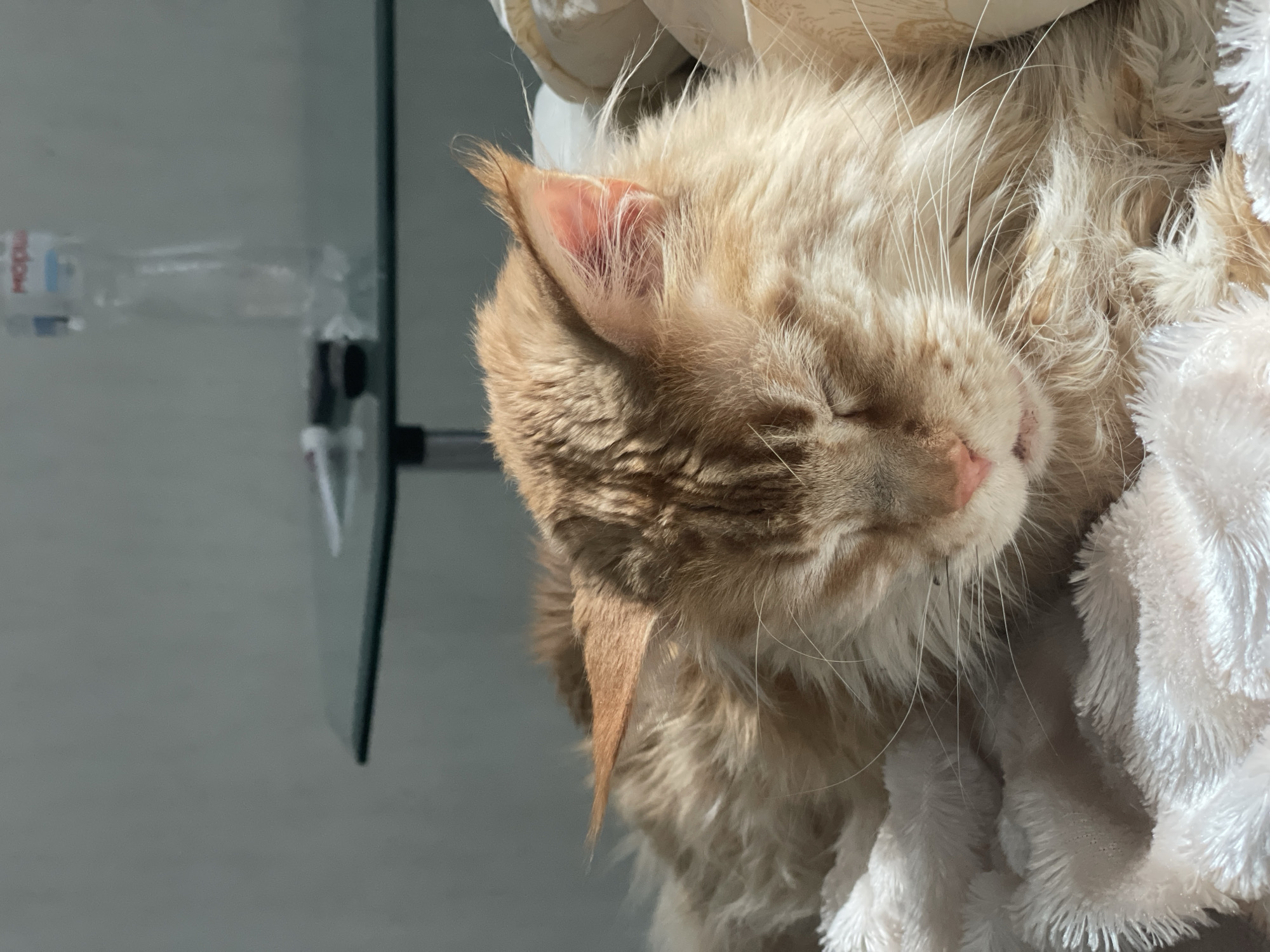 An orange Maine Coon cat is sleeping peacefully on a white fluffy blanket. The cat's eyes are closed, and its face is partially obscured by its fur. In the background, a glass-top table with a water bottle and other objects is visible. The scene appears to be indoors, possibly in a home in the city of Rozsoshentsi, Ukraine, given the lighting and furniture.