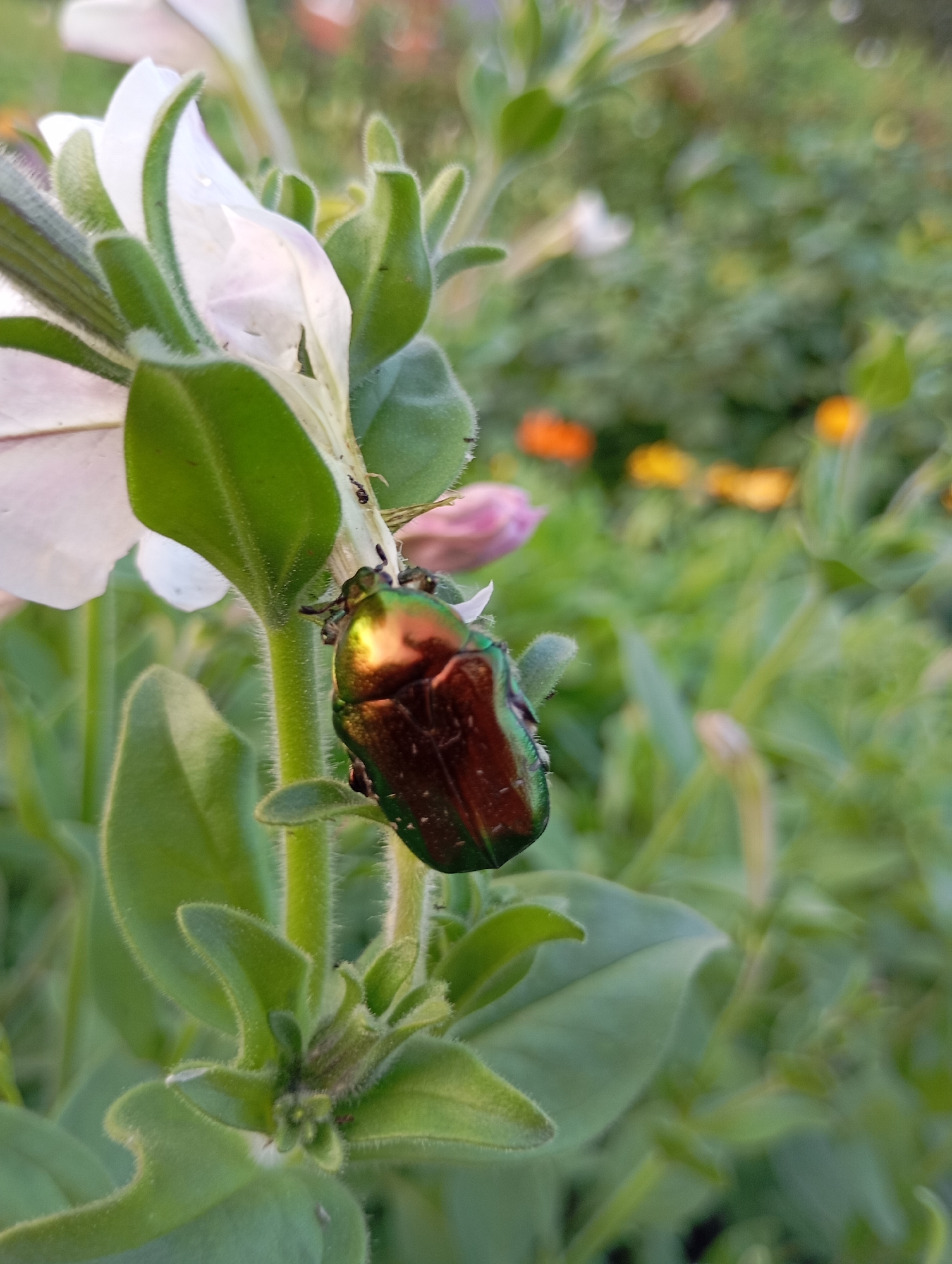 A close-up shot focuses on a metallic green and bronze beetle clinging to a fuzzy green stem of a white petunia flower. The beetle's iridescent shell reflects light, creating a vibrant display of color. Several small ants are also visible on the stem near the beetle. The background is a soft-focus garden scene with lush green foliage and blurred pops of color from other flowers, including orange and yellow blooms. The lighting suggests it is either early morning or late afternoon, with soft, diffused light. The overall mood is peaceful and natural, highlighting the intricate details of the insect and its surroundings. The image appears to be taken outdoors in a garden setting, likely in Russia, given the location context provided. There is no visible text in the image.