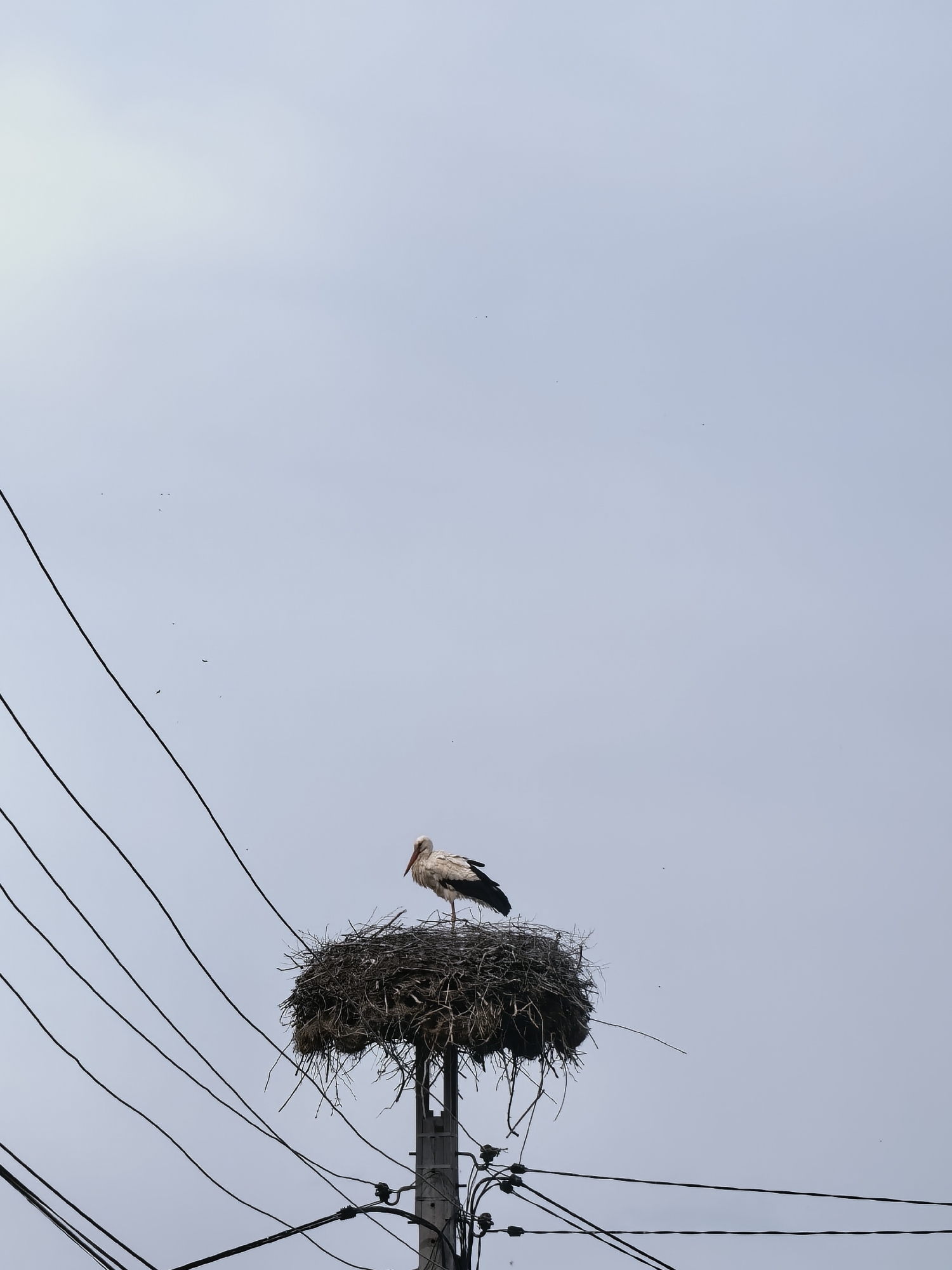 A stork stands in its nest atop a utility pole laden with electrical wires, under a pale, overcast sky in an unknown city. The nest is composed of twigs and branches. The pole is grey and features various electrical components.