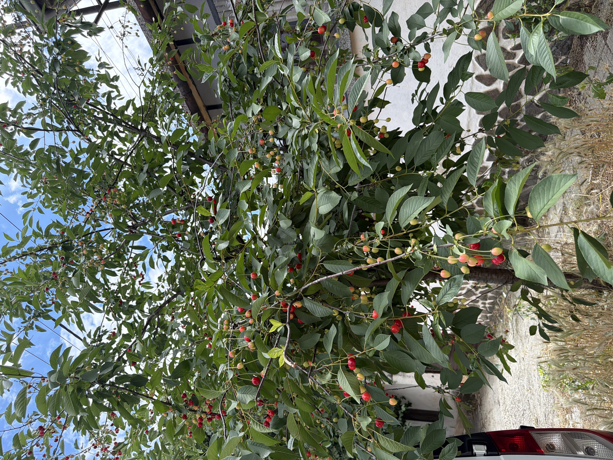The image depicts a cherry tree laden with ripe and unripe cherries, set against a backdrop of a building with a stone-patterned lower wall. The tree is full of green leaves and branches, with cherries of various shades of red and yellow visible. The sky above is blue with scattered clouds. To the left of the frame, the rear of a vehicle, possibly a van, is partially visible, showing a red taillight and a portion of its white body. The ground appears to be paved and there is dry grass or weeds in the foreground. This scene is located in Pazardzhik, Bulgaria. There are no people visible in the image.