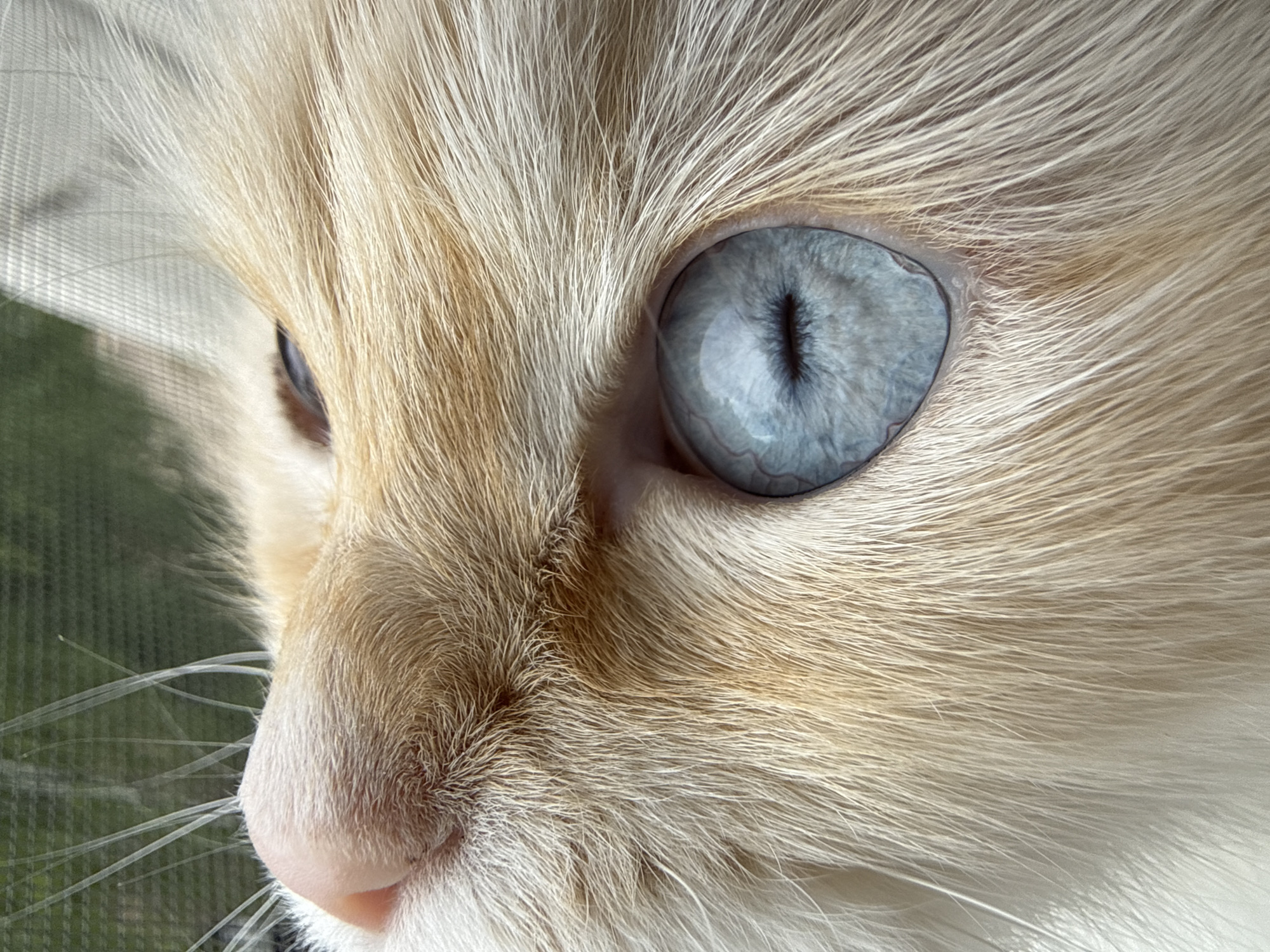 The image is a close-up, low-angle shot of a cat's face. The cat has light-colored fur, a pink nose, and striking blue eyes with vertical pupils. The fur is a mix of white and light orange or cream. The background is out of focus, showing what appears to be greenery and possibly a window screen. There are no people or other animals visible. The setting does not provide any specific visual cues to indicate a location in Chaikovsky, Russia.