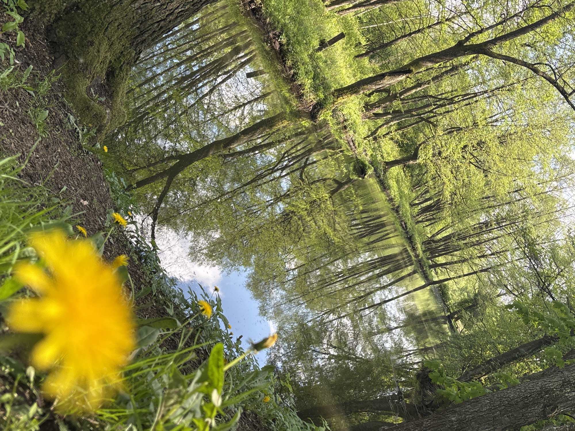 The image shows a tranquil waterscape, seemingly in Minsk, Belarus. The perspective is rotated, making it appear as if the trees lining the waterway are hanging upside down. In the foreground, vibrant yellow dandelions grow amidst greenery along the bank. The water reflects the trees and sky, creating a mirrored effect. The trees are lush with spring foliage. A fallen log lies near the water's edge on the right side of the image.