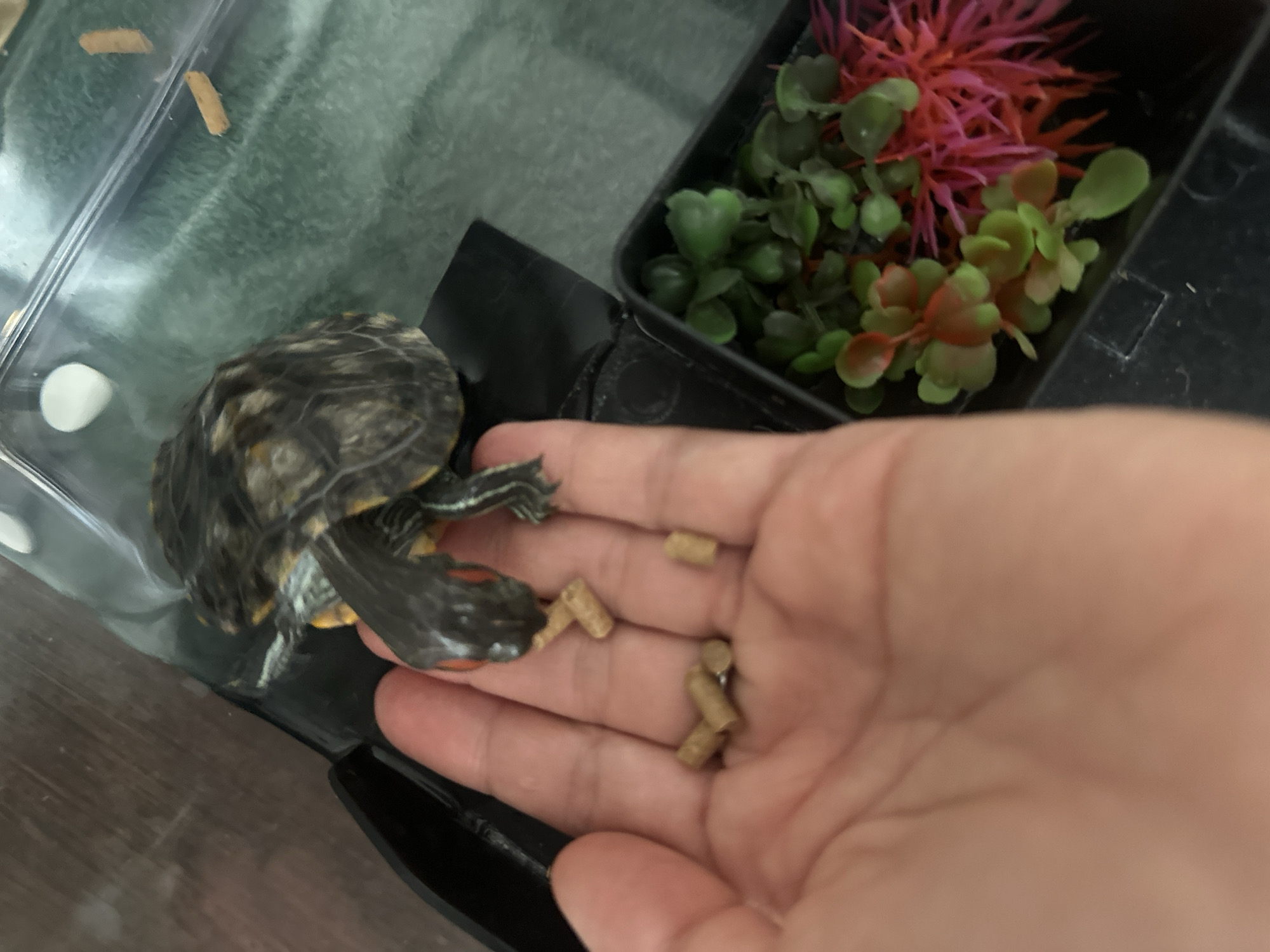 A person's hand is holding small, cylindrical pellets of food near a turtle. The turtle, a red-eared slider, is reaching towards the food with its head. The turtle is in a shallow plastic container with what appears to be a green background, possibly an aquarium or terrarium. To the right of the turtle's container is another black plastic container with artificial aquatic plants, one red and spiky, and others green with reddish tips. The environment appears to be indoors, with a wooden surface visible in the background. There is no information about the location of Novoaltaysk, Russia in the image.