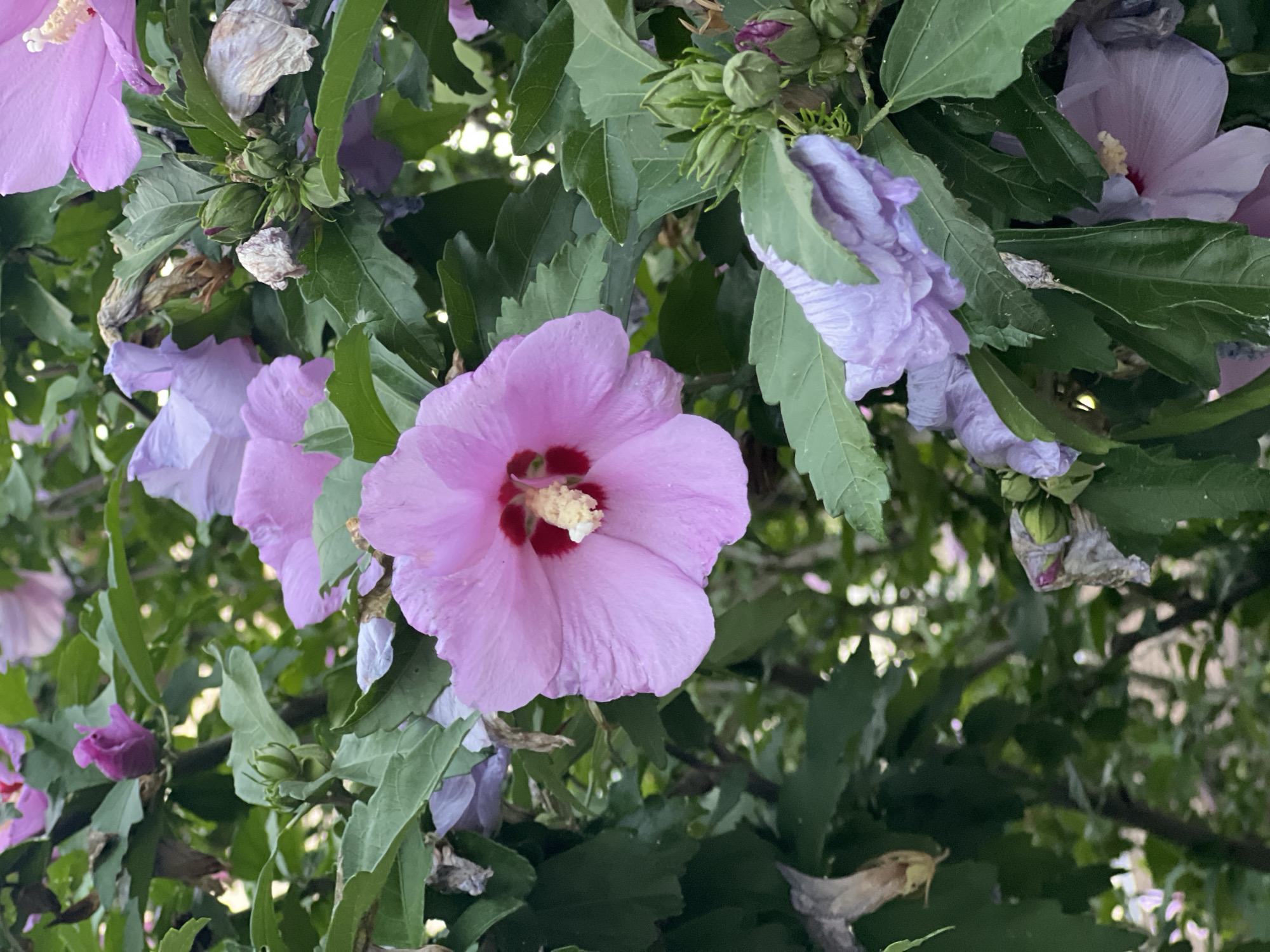 A close-up, vertical shot captures several pink and purple hibiscus flowers and buds nestled amongst dark green leaves. The prominent flower in the center is a vibrant pink with a deep red center and a cluster of yellow stamens. To its left, a faded purple hibiscus bloom is partially visible, and below that, more unfurling purple petals. To the right of the central pink flower, a cluster of green buds is prominent, some topped with small purple tips, suggesting they are about to bloom. The leaves are lush and varied in size, with some dried, brown remnants of past blooms or leaves scattered throughout the foliage. The lighting suggests an outdoor setting, likely in daylight, casting some soft shadows and highlighting the delicate textures of the petals. The image does not depict any people or specific urban landmarks of Fontanka, Ukraine, but rather focuses on the natural beauty of the flowering plant.
