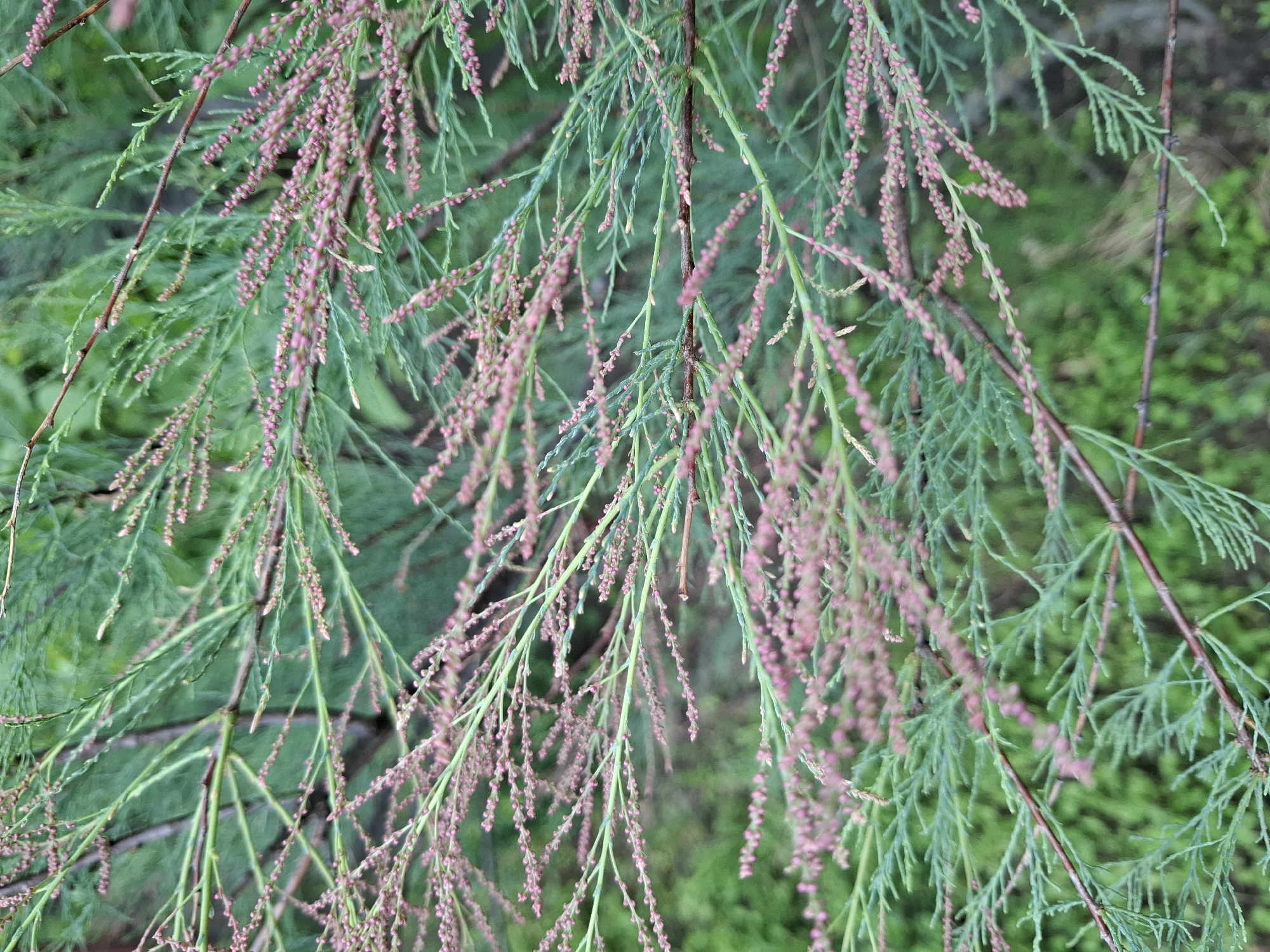 The image features a Tamarix plant in bloom. The fine, scale-like leaves of the Tamarix are a bluish-green color. The plant is covered with tiny pinkish-purple flowers clustered along the stems. The background consists of blurred green foliage. It's difficult to verify the location in Khlevnoye, Russia, based solely on the image content.