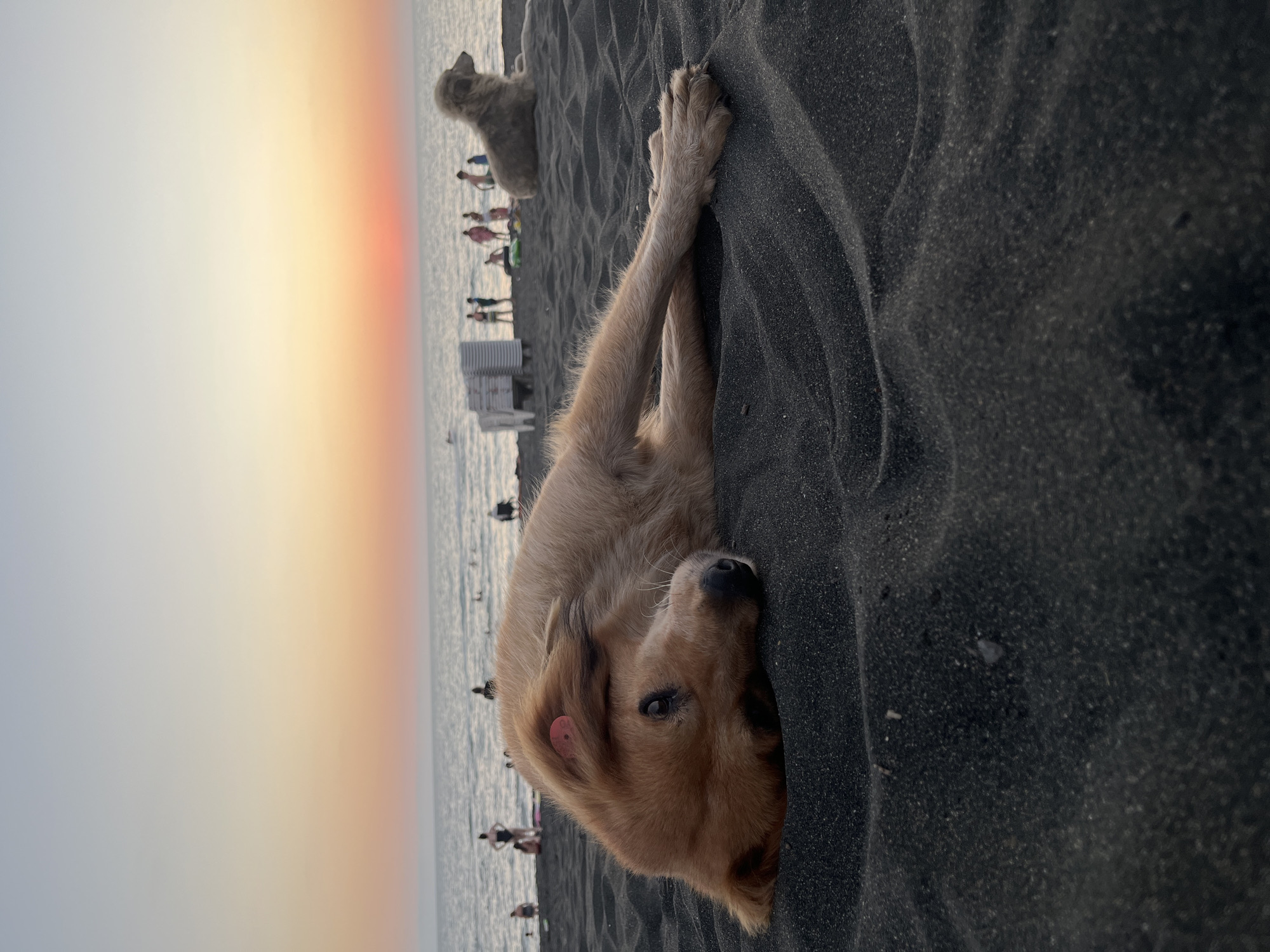 The image captures a serene sunset scene on the black sand beach of Ureki, Georgia. In the foreground, a light brown dog rests its head on the dark sand, its body stretched out with its front paws crossed. Its eyes are partially closed, suggesting relaxation. A small, pink tag is visible on its ear. Further in the background, a second dog, lighter in color and fluffier, sits attentively on the sand, looking towards the right of the frame. The sea stretches to the horizon, reflecting the warm hues of the sunset. Silhouettes of people are visible along the shoreline, some wading in the water and others gathered near beach chairs. The overall atmosphere is peaceful and tranquil, with the warm colors of the sky dominating the upper portion of the image.
