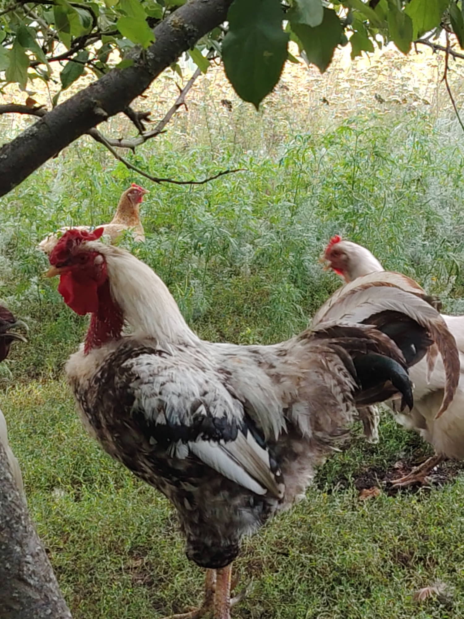 A rooster with a white neck and chest, and gray and white speckled body, stands in the foreground of a grassy area under a tree. Its red comb and wattle are prominent. In the background, several chickens are visible amidst green foliage and a distant field. The scene appears to be an outdoor farm or rural setting. The location in Volokonovka, Russia, is not visually represented in the image.