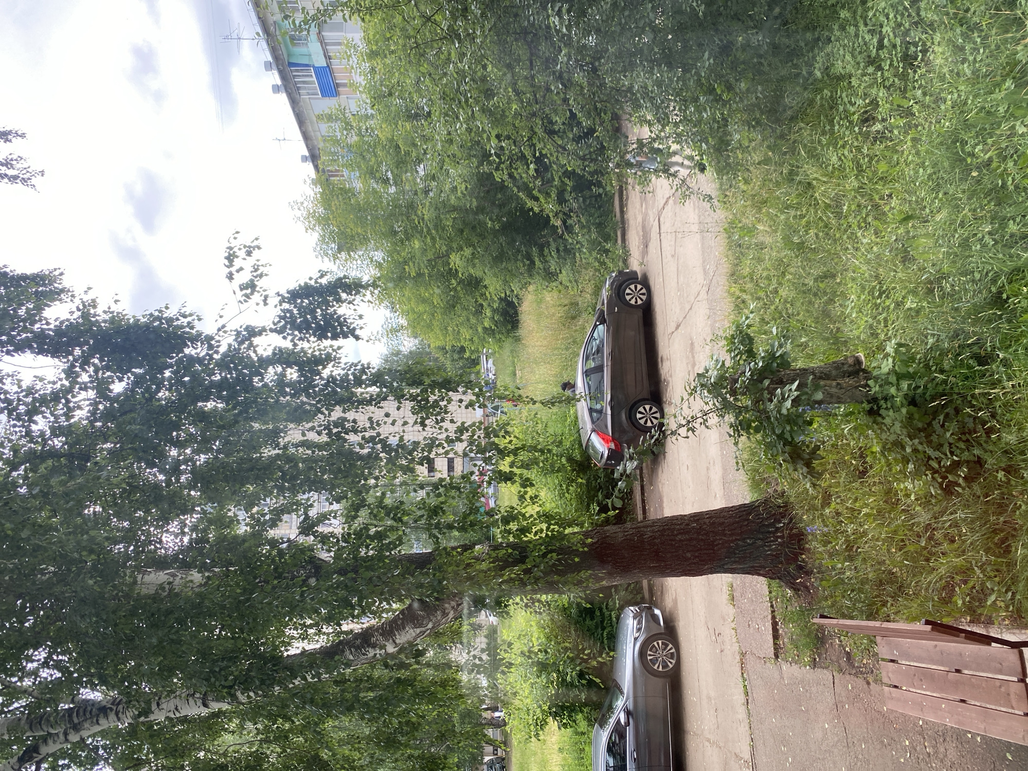 The image depicts a residential courtyard in Chaikovsky, Russia. The scene is dominated by lush green trees and overgrown grass, suggesting a summer or early autumn setting. Two gray cars are parked on a paved path that winds through the vegetation. One car, a hatchback, is further down the path, partially obscured by foliage. The second car, a sedan, is closer to the foreground, with its front end visible. A large, mature tree with a thick trunk stands prominently in the mid-ground, its branches spreading outwards and adorned with green leaves. In the background, a multi-story apartment building with a light-colored facade and blue window accents is visible. The sky is overcast with white clouds, indicating a possibly cloudy or approaching rain weather. The overall atmosphere is serene and somewhat wild, with nature encroaching on the man-made structures. No people are clearly visible in the image. There is no visible text.