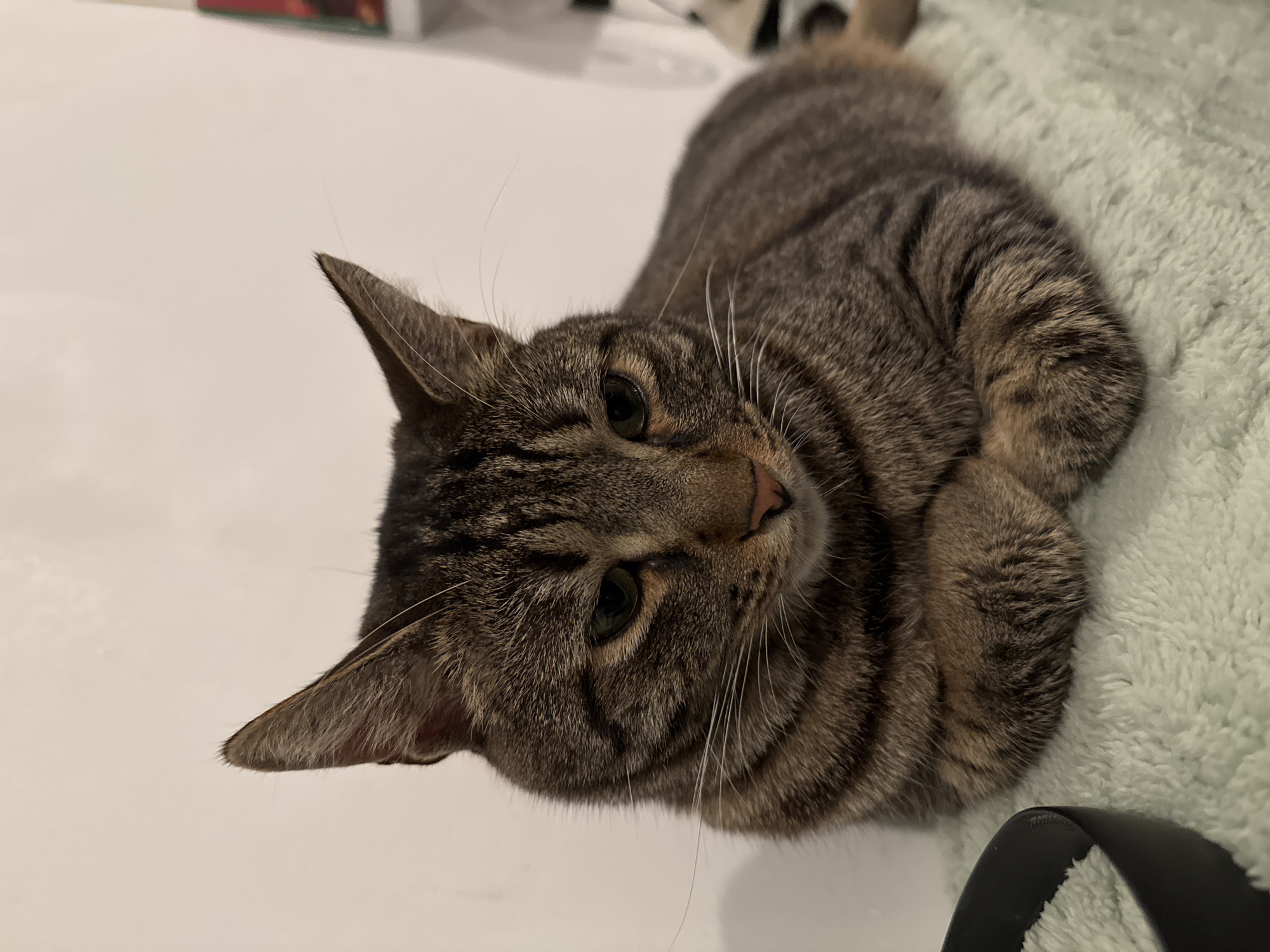 This close-up image shows a domestic short-haired tabby cat lying down indoors in Boreti, Montenegro. The cat has a distinctive brown, black, and tan striped coat, characteristic of a mackerel or classic tabby pattern, with lighter fur on its chin and chest. Its eyes are a striking green or hazel, and it features a pink nose and prominent long white whiskers fanning out from its muzzle. Both of its pointed ears are clearly visible, with fine fur lining the inner edges.
The cat is positioned with its front paws tucked beneath its chest, looking directly towards the camera with a calm and curious expression. It is resting partially on a soft, light green, fuzzy blanket or rug, which occupies the right side of the frame. The remainder of the immediate surface is a plain, light off-white color, likely a floor or large flat surface. In the bottom right corner, a portion of a black strap or handle is visible against the green blanket. The background is mostly out of focus, showing a light-colored wall or further floor space, with some indistinct, blurry objects, including one with hints of red and green, in the distance. The lighting suggests an indoor setting, and no specific time of day or weather conditions can be inferred. There is no visible text in the image.
