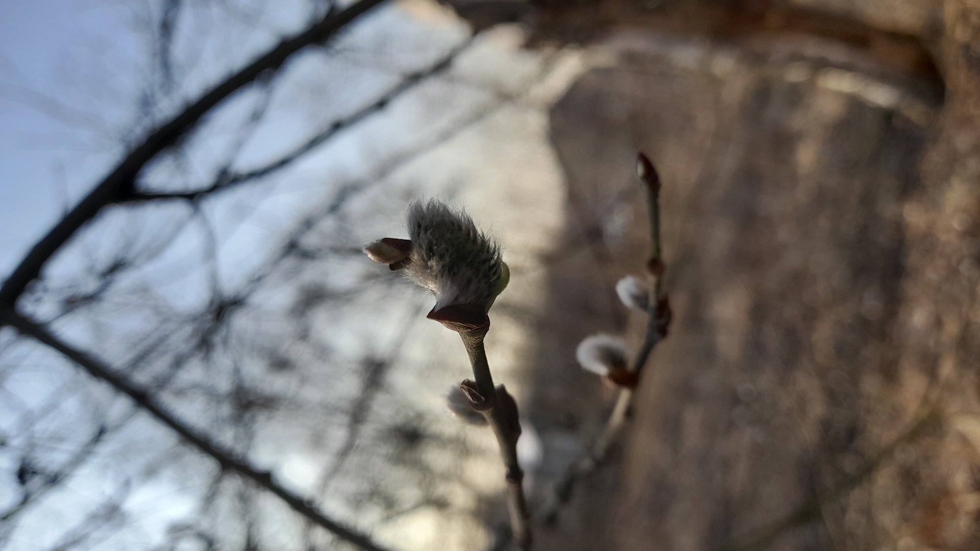 The image shows a close-up of a pussy willow branch with furry catkins. The branch is slender and brown, with several catkins in various stages of development. Some are tightly closed, while others are more open, revealing soft, silvery fur. In the background, there are blurred tree branches and a blueish sky. The setting is likely an urban environment, and the plant species is common in Saint Petersburg, Russia. The time of year is likely early spring, when pussy willows begin to bloom.