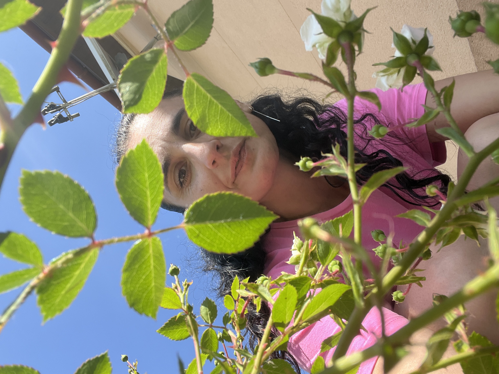 The image captures a low-angle perspective looking upward through dense green foliage, characteristic of a rose bush, in Onokivtsi, Ukraine. Visible are vibrant green ovate leaves with serrated edges, multiple green rosebuds, and a few small white, open flowers. Red-tinted thorns are present on some stems. Behind the foliage, an adult female with dark, curly hair is partially obscured, looking directly towards the viewer with a neutral expression. She wears a bright pink short-sleeved t-shirt and a long, thin metallic earring in her visible right ear. Her posture suggests she is crouching or bending low to view the plants. The background features a clear blue sky, a light-colored building with a dark brown sloped roof, and a metallic utility pole or antenna structure with two prongs extending against the sky near the building. The scene is brightly lit by natural sunlight.