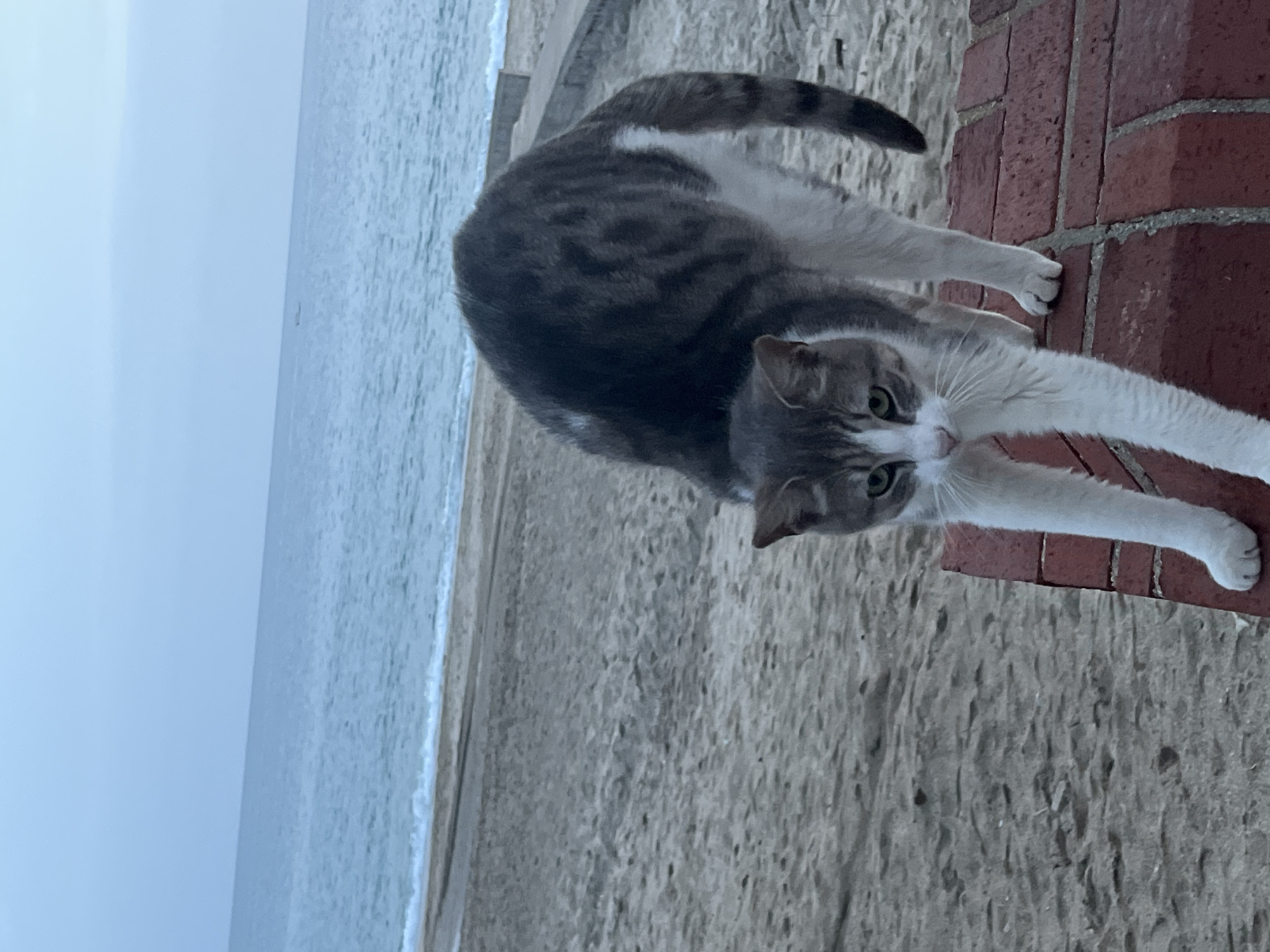 A gray and white tabby cat is perched on a brick wall, with its front paws resting on the edge. The cat is looking directly at the camera. Behind the cat is a beach with the ocean and overcast sky visible in the background. The scene is likely in a coastal area with a sandy beach. Alanya, Turkey is not discernible from the image.