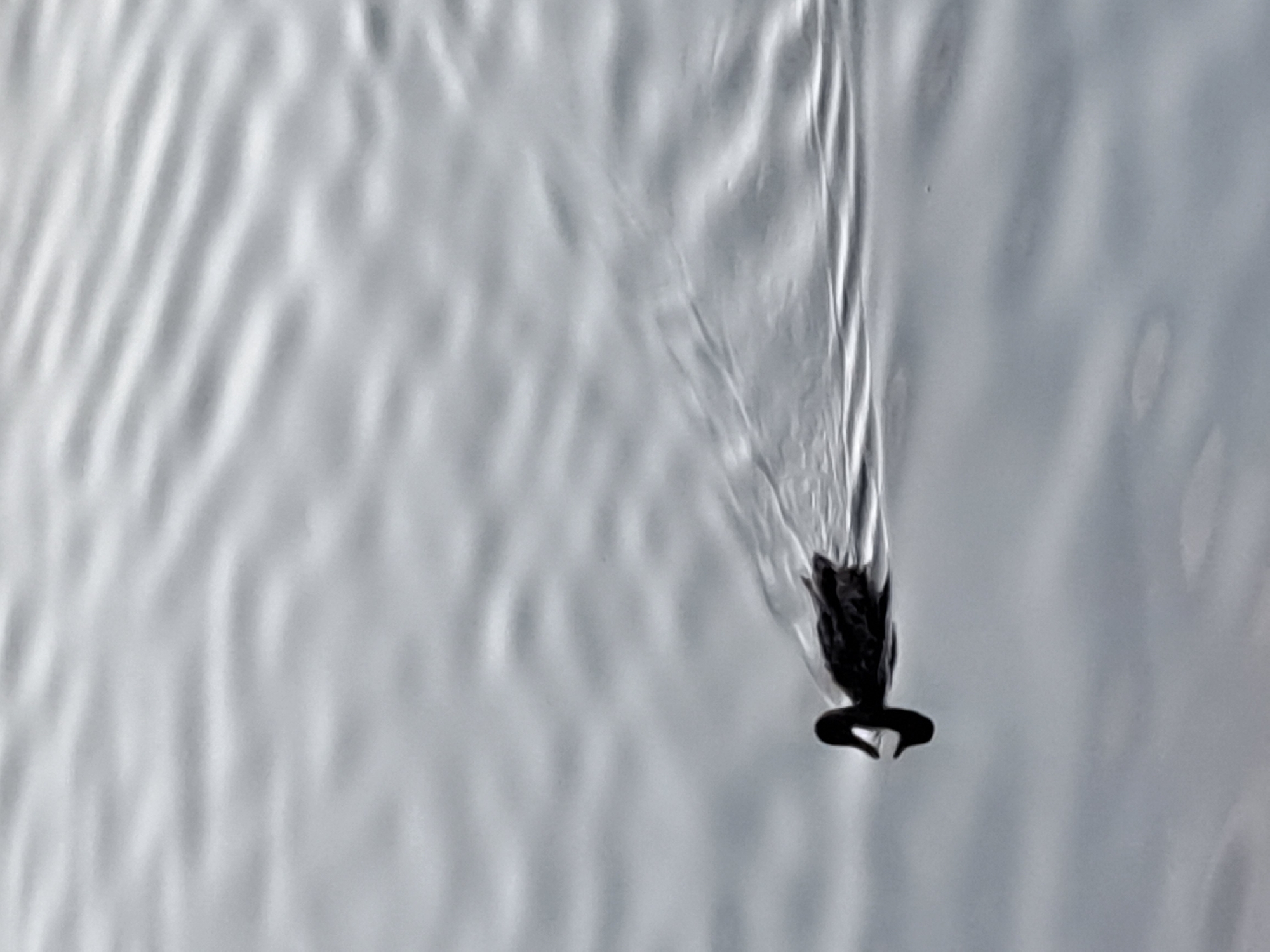 A solitary dark-colored duck swims through calm, rippling water, leaving a subtle wake. The water's surface reflects the overcast sky, creating a muted, silvery-gray tone. The duck is positioned in the lower left quadrant of the frame, its silhouette clearly defined against the lighter water. No other subjects or objects are visible in the frame. The scene appears to be an outdoor body of water. The image does not provide any specific visual cues to determine its location within Irkutsk, Russia.