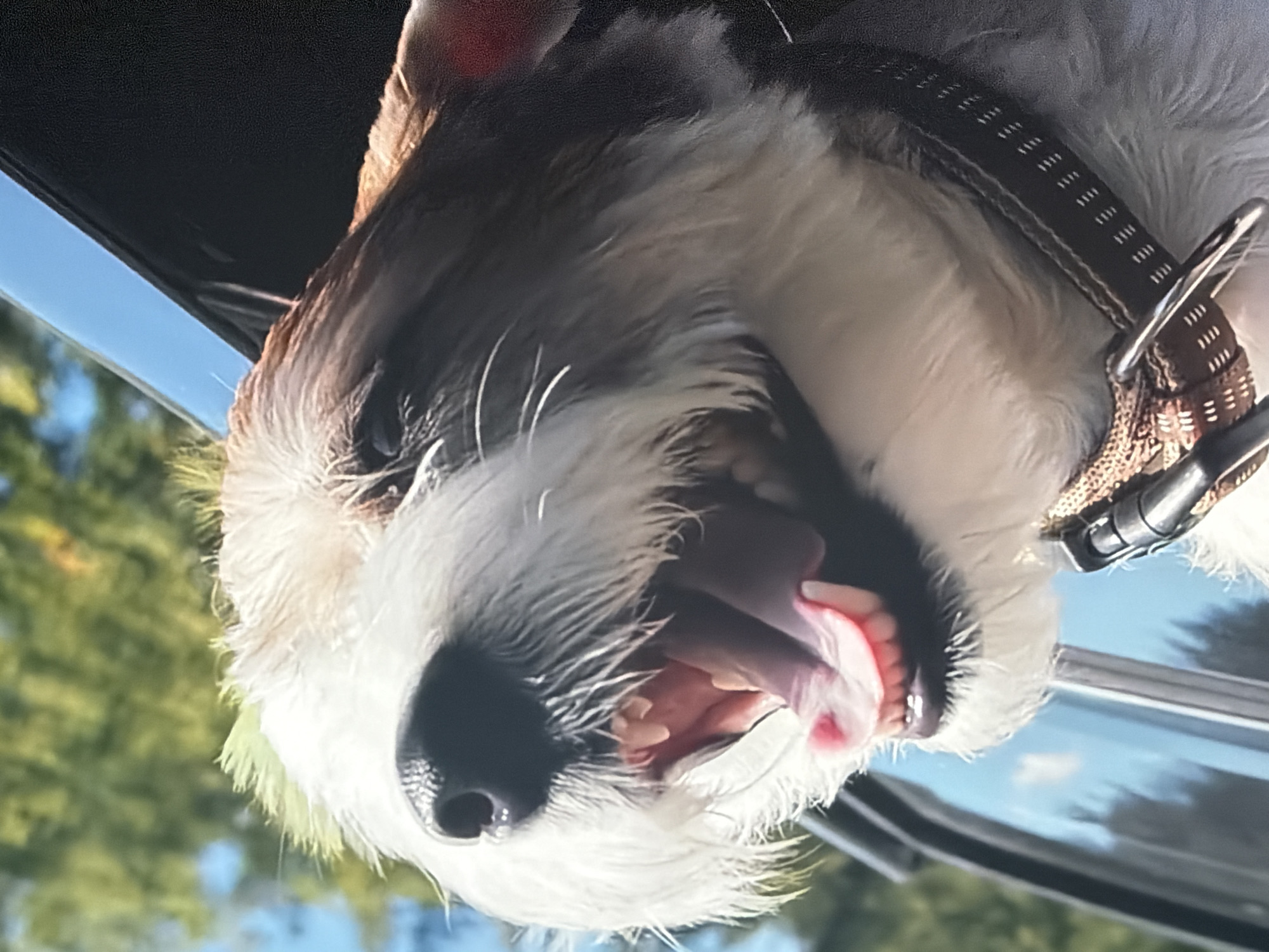 A close-up, eye-level shot captures a Jack Russell Terrier with its head out of a car window, its mouth wide open in what appears to be a happy or excited pant. The dog's fur is predominantly white with brown and black markings around its eyes and ears. Its tongue is visible, pink and lolling out. The dog is wearing a brown and black patterned collar with a metal D-ring. The background is blurred, showing a bright blue sky and green foliage, suggesting an outdoor setting during the daytime. The car's black window frame is visible on the right side of the image, and the reflective surface of the car window on the left shows a blurred reflection of trees and sky. There is no indication of the city of Unknown or any specific urban environment.