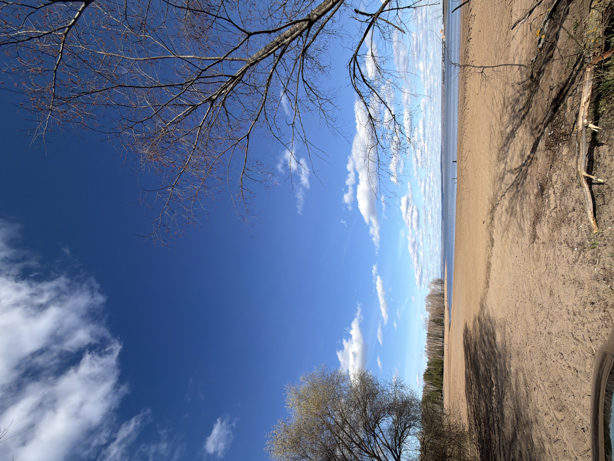The image captures a scene at a beach in Noviy, Russia. The sky is bright blue with scattered white clouds, framed by the bare branches of trees in the upper left and lower center. The beach itself is sandy, stretching towards the horizon where it meets the water. A line of trees stands along the far edge of the beach. A single person is seen standing on the beach, far away in the distance. A branch lays on the right, while something resembling a bike reflector can be seen on the bottom right of the frame.