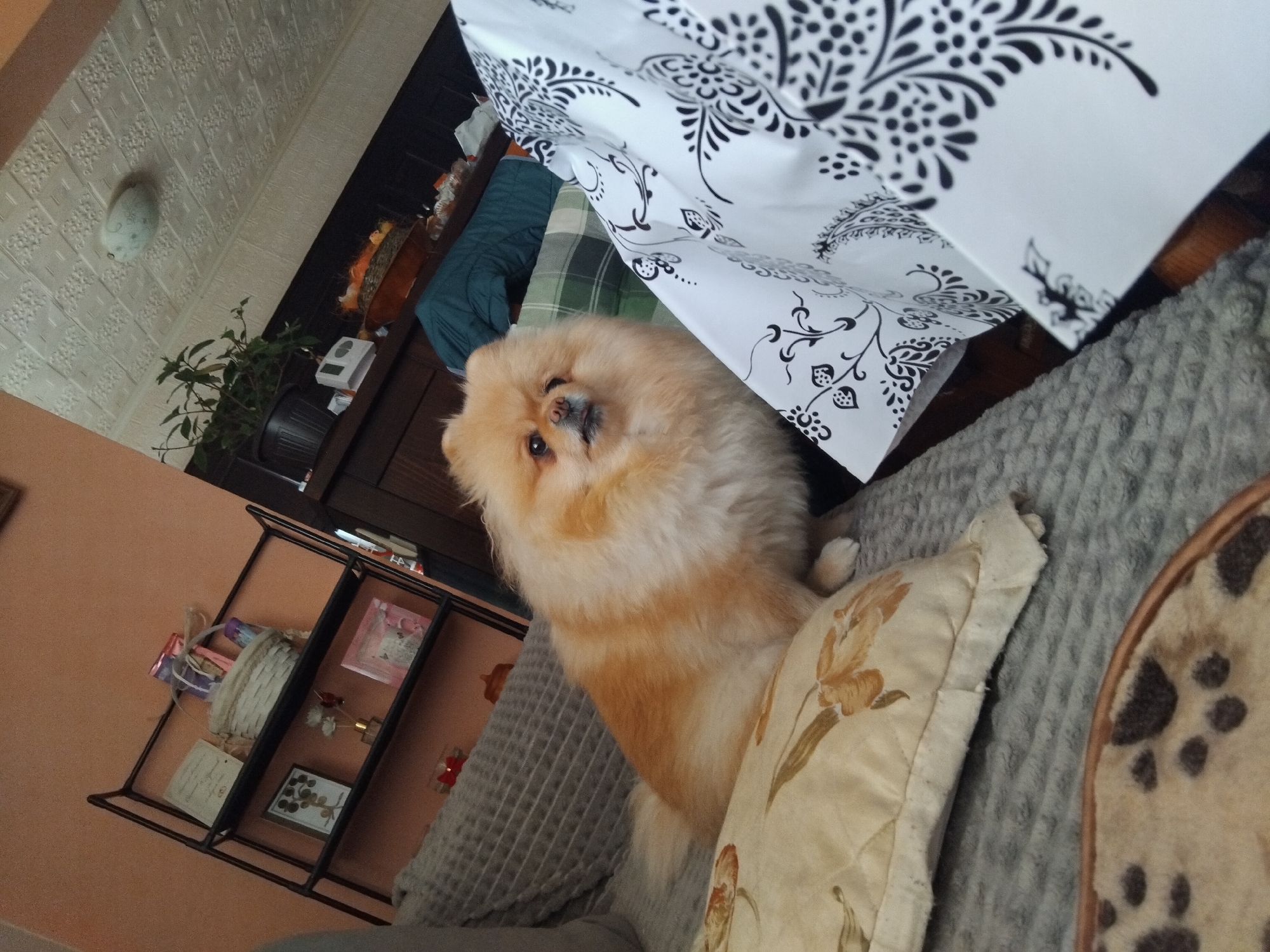 A medium shot shows a Pomeranian dog perched on a gray textured sofa next to a floral-patterned pillow. The dog is tan and fluffy and looks directly at the camera. A white fabric with black floral designs hangs above and to the right of the dog. In the background, a dark brown wooden dresser with a plant on top is visible. To the left of the dresser is a black metal shelf with various objects on its shelves. The wall in the background is peach-colored.
Location: Apriltsi, Bulgaria cannot be determined from the provided image.