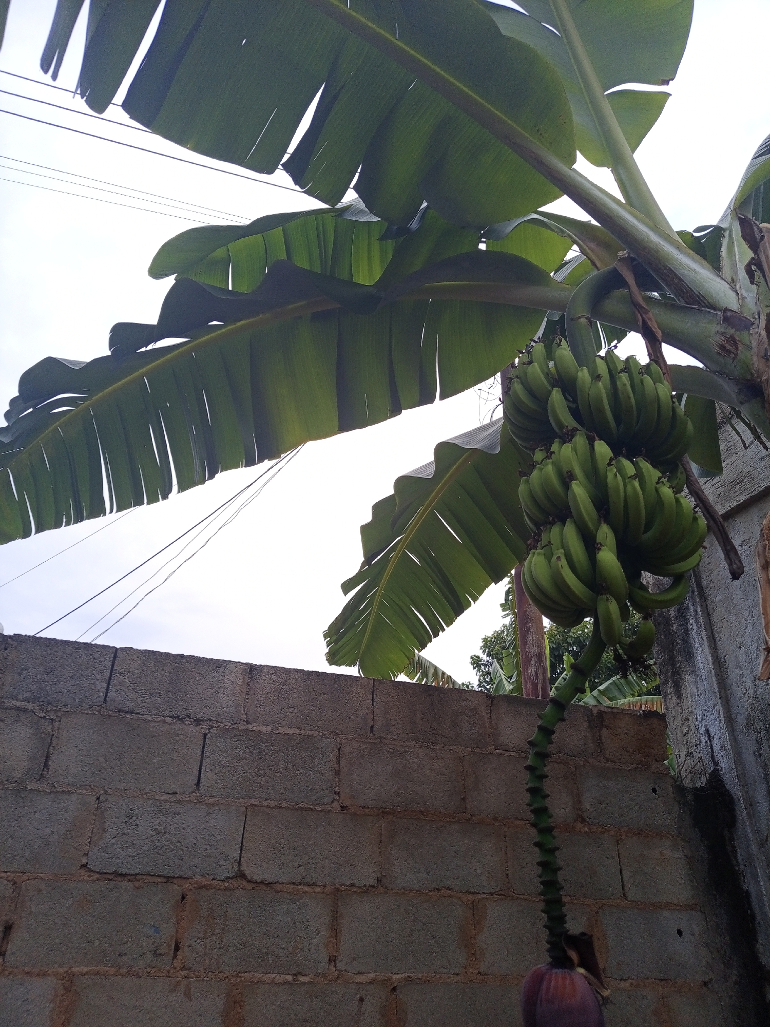 The image depicts a banana plant with a large bunch of green bananas hanging from it. A dark pink banana flower hangs below the bananas. The plant is growing next to a block wall and a concrete wall. Electrical wires are visible in the sky. The photograph was taken in Tinaquillo, Venezuela.