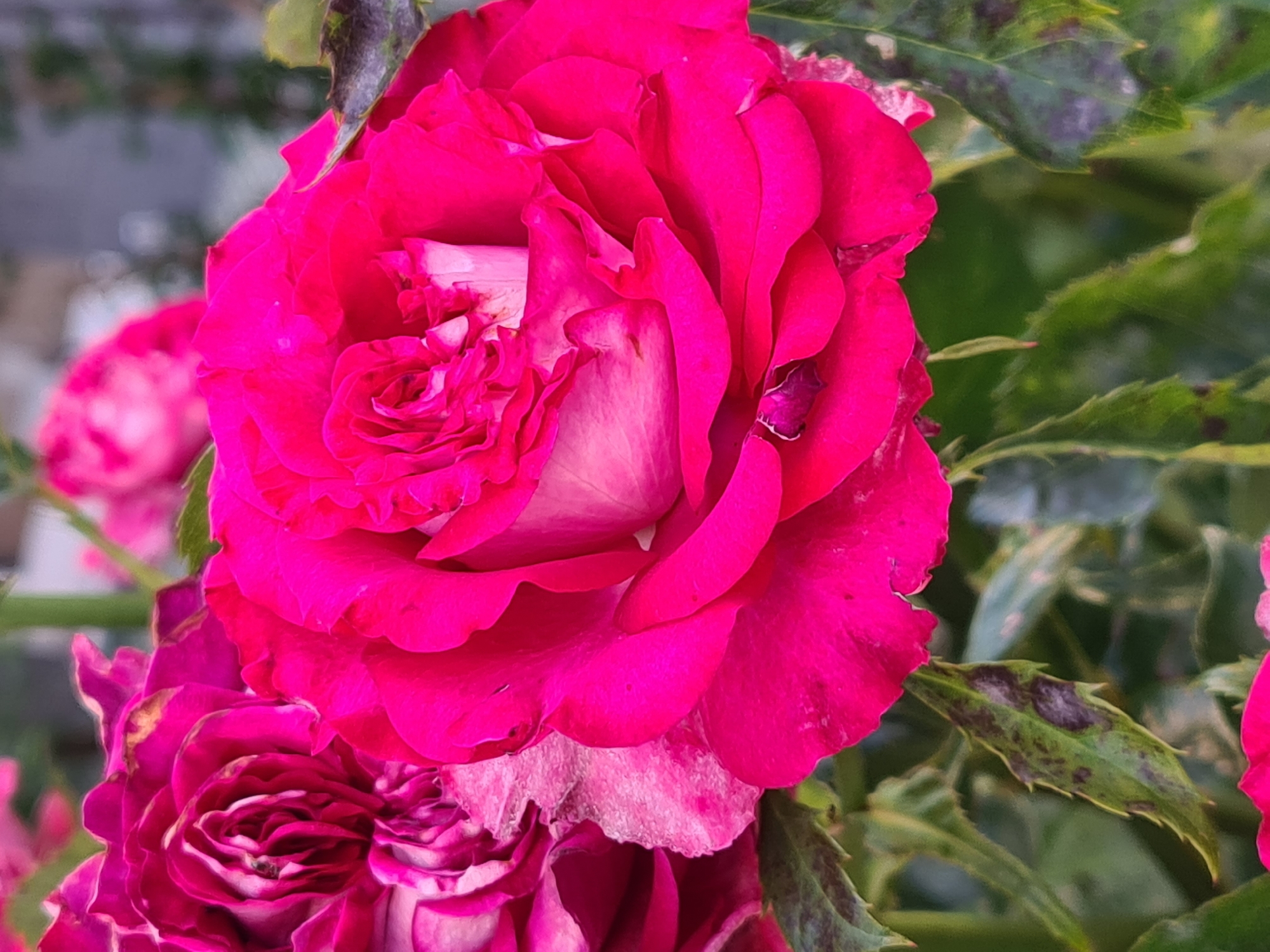 Two vibrant fuchsia roses are prominently featured in the foreground of the image, with a third blurred rose visible behind them. The rose on the right is fully bloomed and in sharp focus, showcasing its ruffled petals in shades of fuchsia and white. The rose on the left is partially obscured and appears to be in an earlier stage of bloom, with some wilting visible. The background is a blur of green foliage and hints of more pink blooms, suggesting a garden setting. The leaves of the rose plants show some discoloration, with dark spots visible on some of them. The lighting suggests an outdoor, natural setting, possibly during the daytime. The image does not contain any people or animals. The scene is static and focuses solely on the flora.
