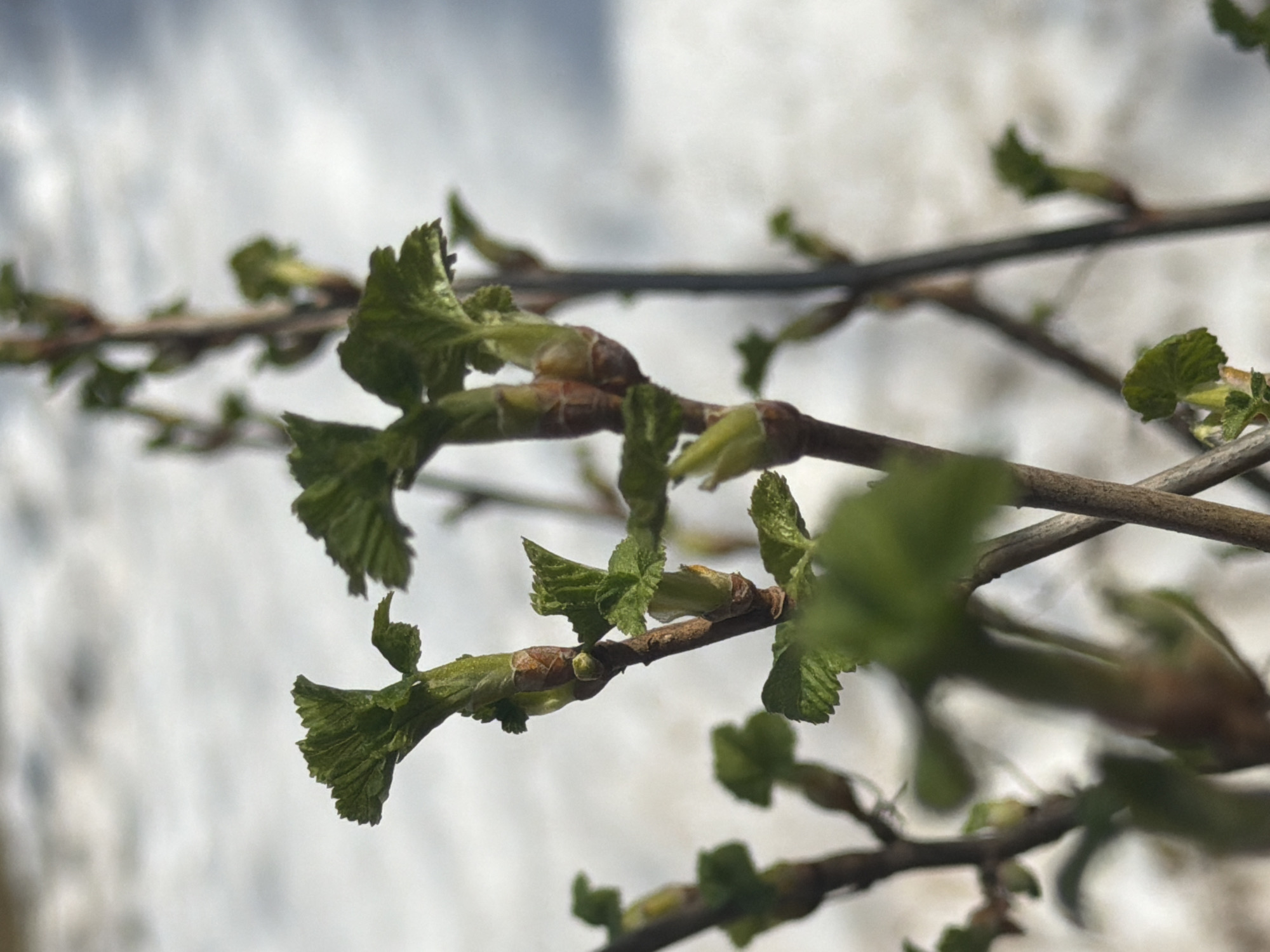 The image depicts close-up shots of budding branches, potentially from a tree or shrub, against a blurred background that may include snow or cloudy skies. The scene focuses on the early stages of leaf development, with fresh green leaves emerging from buds on the brown branches. The exact species of the plant is not identifiable. The location of Markovo, Russia, is specified. No people or specific objects other than the branches are visible. The action involves plant growth. The environment appears to be outdoors during a transitional season, most likely spring.
