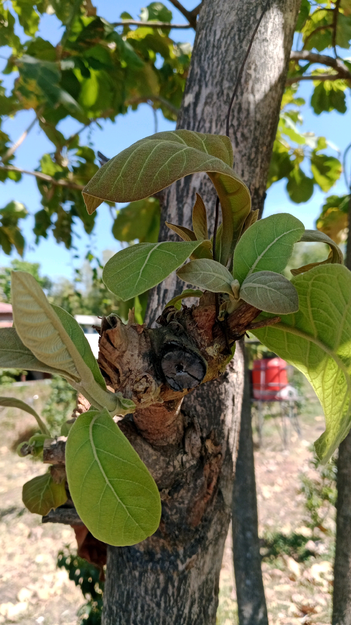 A close-up, vertical shot shows new green leaves sprouting from a broken branch on the trunk of a large tree. The tree trunk is textured with gray and brown bark. The background is blurred, featuring green foliage, a bright blue sky, and a hint of a red object, possibly a barrel or container, in the distance. The image appears to be taken outdoors in a natural setting, likely in Sugihwaras, Indonesia, given the context.