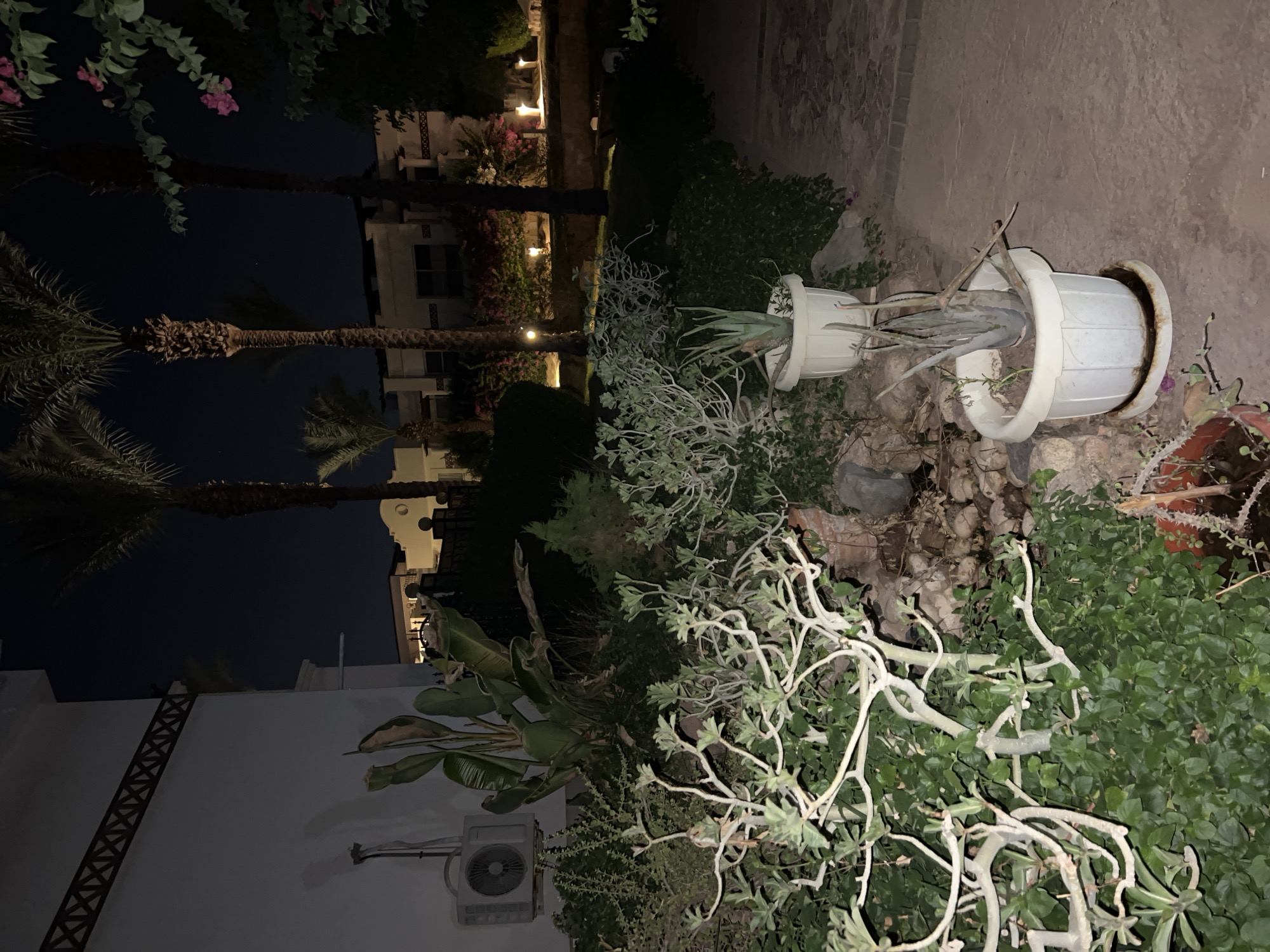 The image depicts an outdoor nighttime scene at a resort in Sharm El Sheikh, Egypt. In the foreground, a white outdoor air conditioning unit is mounted on a white wall. To the right of the AC unit, several large green leaves of a tropical plant extend outwards. Further into the foreground and to the right, several potted plants are visible. One white pot contains an aloe vera plant with long, spiky leaves. Another white pot is partially visible above it, also appearing to hold a plant. A complex arrangement of leafless, white-branched plants dominates the left and center of the foreground. In the background, palm trees are prominent, their fronds silhouetted against the dark night sky. Behind the palm trees, resort buildings with illuminated windows and decorative lighting are visible. Pink bougainvillea flowers are also present, adding a touch of color to the scene. The ground appears to be paved with stone tiles. The overall impression is of a well-maintained resort garden at night.