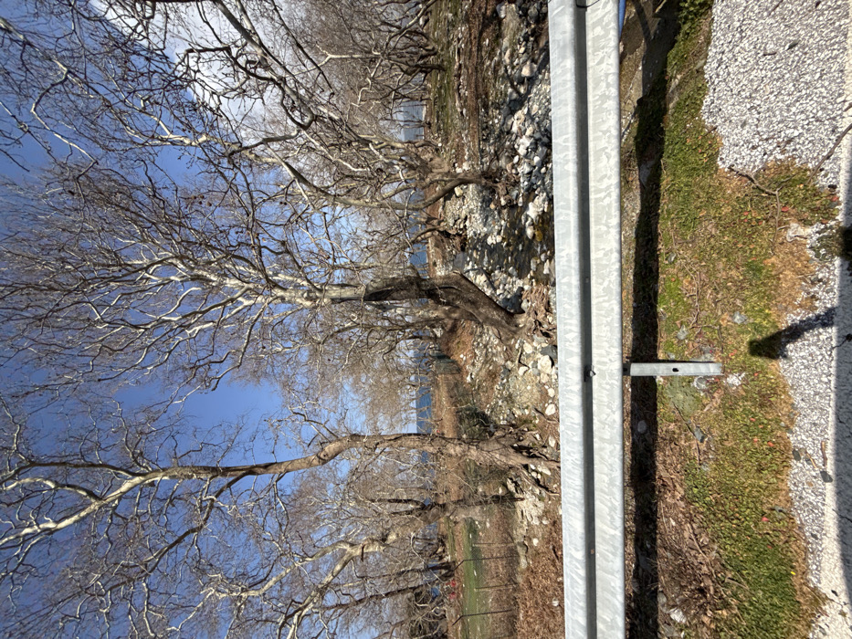 The image depicts an outdoor natural scene in Therma, Greece, viewed from behind a metal guardrail. The guardrail, silver-colored and composed of two horizontal corrugated segments bolted to vertical posts, occupies the lower third of the frame. Below the guardrail, a narrow strip of roadside is visible, consisting of coarse light-grey gravel transitioning to sparse green and brown vegetation. A distinct dark shadow, consistent with a human figure or camera-wielding individual, is cast onto this roadside from the lower left.
Beyond the guardrail, the terrain descends into a rocky, natural gully or streambed containing scattered stones and small puddles of water. Numerous mature deciduous trees, exhibiting bare branches and mottled light-colored bark characteristic of plane trees (Platanus), dominate the midground. Their exposed root systems are visible amongst the rocks. To the left, a section of unkempt ground with dry, reddish-brown foliage and some green grass is partially enclosed by a brown wire fence.
In the background, beyond the trees, a wide expanse of deep blue water, presumably the Aegean Sea, stretches horizontally across the scene. The horizon line is visible through the tree canopy. The sky above is clear and vibrant blue, indicating fair weather. The bare branches of the trees suggest a late autumn, winter, or early spring season. No human or animal subjects are explicitly visible beyond the shadow in the foreground.