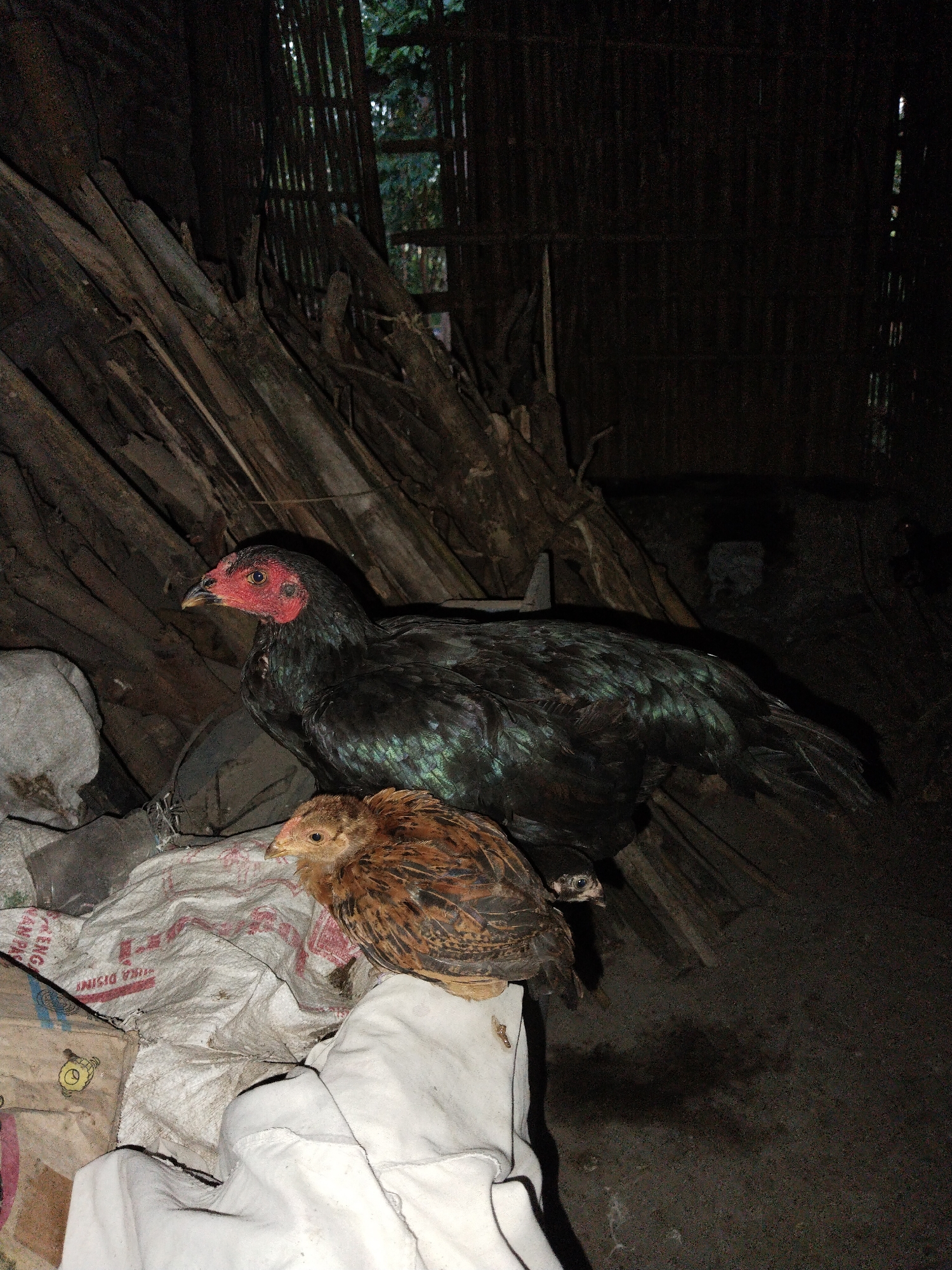 Two chickens, one adult and one chick, are perched on a pile of white sacks in what appears to be a dimly lit, rustic shelter constructed from wood and bamboo. The adult chicken is black with iridescent green and teal feathers, and has a distinctive red comb and wattle. The chick is smaller, with brown and black speckled feathers. Behind them, a large pile of dried branches leans against the shelter wall. The background is dark and indistinct, with a faint glow of light visible through a gap in the structure, suggesting an outdoor environment beyond. The scene is captured at ground level, with the chickens as the primary subjects.