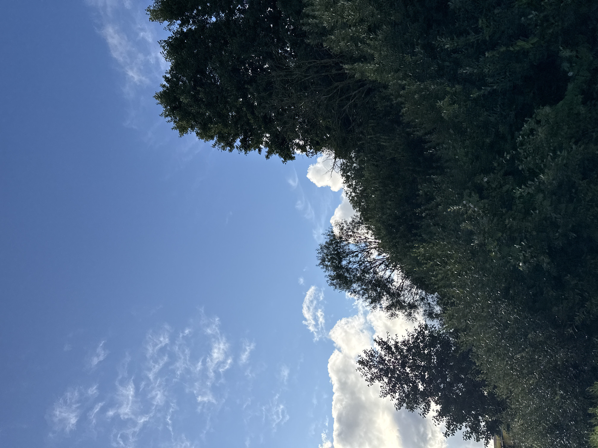 A low-angle, full shot captures a bright blue sky with sparse white clouds and silhouetted trees and foliage on a hill. The trees are dense and dark green, obscuring much of the landscape beneath them. The sky is clear in the upper half of the frame, with wispy clouds scattered towards the left and larger, puffier clouds lower down. The foliage fills the bottom two-thirds of the image, rising to meet the sky. The scene is likely a park or natural area within Tallinn, Estonia, given the context of the prompt, but specific landmarks are not visible.