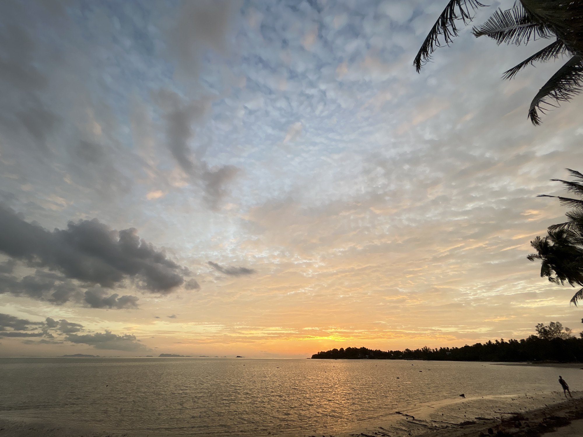 The image depicts a serene beach scene at sunset in the Ko Pha-ngan District of Thailand. The sky is filled with a gradient of colors, transitioning from a light blue at the top to warm oranges and yellows near the horizon, illuminated by a setting sun that is partially obscured by distant landmasses and silhouetted trees. Wispy, patterned clouds are scattered across the sky, catching the light and adding texture. In the foreground, the calm sea reflects the colors of the sky, with gentle ripples on its surface. The shoreline is composed of sand and debris, with a few scattered rocks and logs. To the right, the fronds of palm trees frame the upper portion of the image, their dark silhouettes contrasting with the bright sky. Further in the distance, a dense line of trees marks the coastline of what appears to be an island or peninsula. A lone figure is visible on the sandy beach in the lower right corner, facing away from the camera and towards the water, suggesting they are observing the sunset. The overall atmosphere is tranquil and picturesque, capturing the natural beauty of a tropical evening.