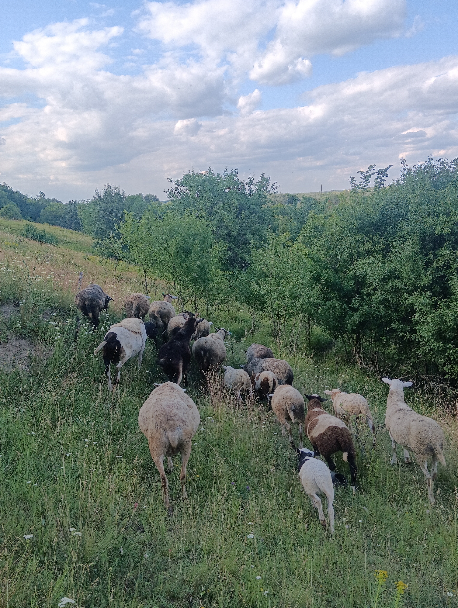 A flock of sheep are walking up a grassy hill. The sheep are of various colors, including white, brown, and black. Some of the sheep have black markings on their heads or bodies. The grass is tall and green, with some small white flowers scattered throughout. In the background, there are trees and a cloudy sky. The time of day appears to be late afternoon or early evening, given the soft lighting and the shadows. The overall mood of the image is peaceful and serene, with the sheep calmly moving through the natural landscape. There are no visible signs of human activity other than the sheep themselves, and no visible text in the image. The location appears to be a rural or pastoral setting.