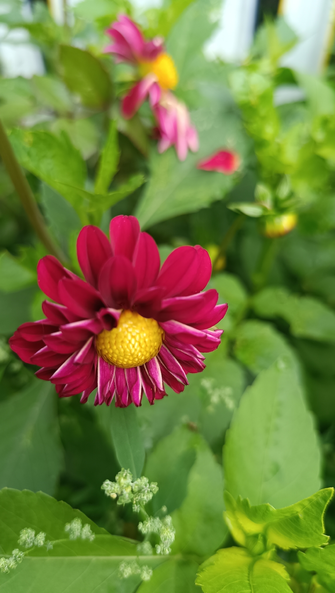 The image shows a close-up of a vibrant pink and yellow dahlia flower in bloom, surrounded by lush green foliage. The flower is the primary subject, with its petals unfurling outwards from a bright yellow center. In the background, other blurred pink flowers and green leaves suggest a garden setting. The image appears to be taken outdoors in natural light. There is no visible indication of the location being Karsha, Russia, or any urban elements. The focus is solely on the natural beauty of the flower and its surrounding plant life.