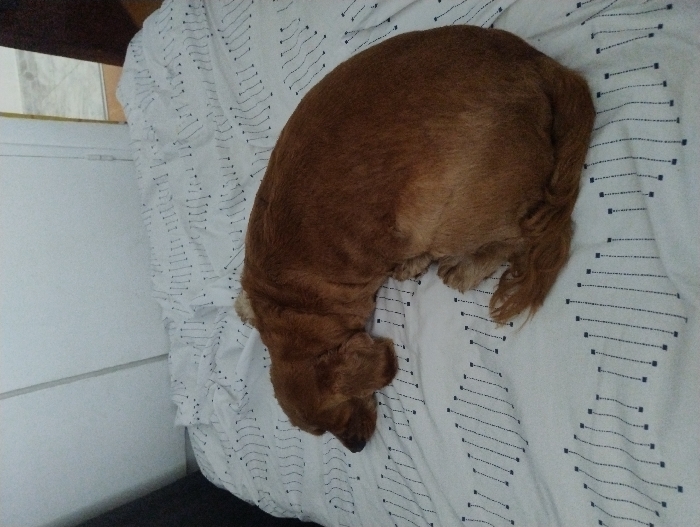 A reddish-brown dog is observed sleeping, curled into a compact position on a bed. The dog's head is oriented towards the left frame edge. The bed is covered by white linen featuring a repeating pattern of dashed black vertical lines organized in wavy horizontal rows. The background on the left consists of a plain white vertical surface, possibly a wall or door. To the right, a white door jamb is partially visible, beyond which a light-colored tiled floor is discernible, indicating an interior domestic environment. The location of this scene is Ramos Mejía, Argentina.