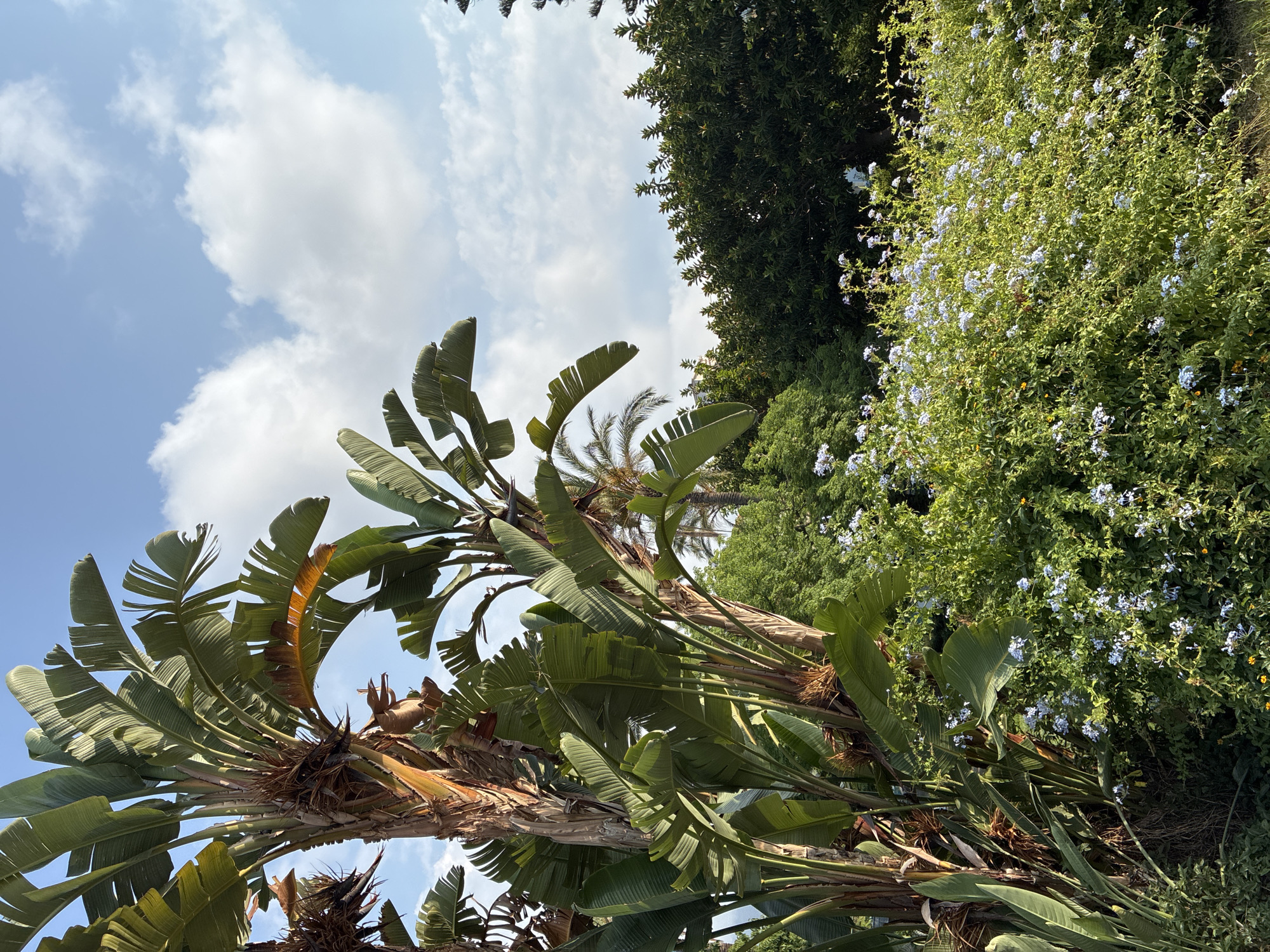 A lush, green garden scene with large, fan-like leaves of a Strelitzia plant dominate the left side of the frame. The plant's thick, fibrous trunk is visible, and some of its large, elongated leaves are illuminated by sunlight. In the mid-ground, a dense bed of smaller green foliage is dotted with clusters of small, light blue flowers. Behind this, a row of dark green trees forms a dense backdrop. The sky above is a clear blue with scattered white clouds. The scene appears to be outdoors in a park or botanical garden, possibly in Alanya, Turkey, given the tropical vegetation and sunny conditions often found in the region. There are no people visible in the image.