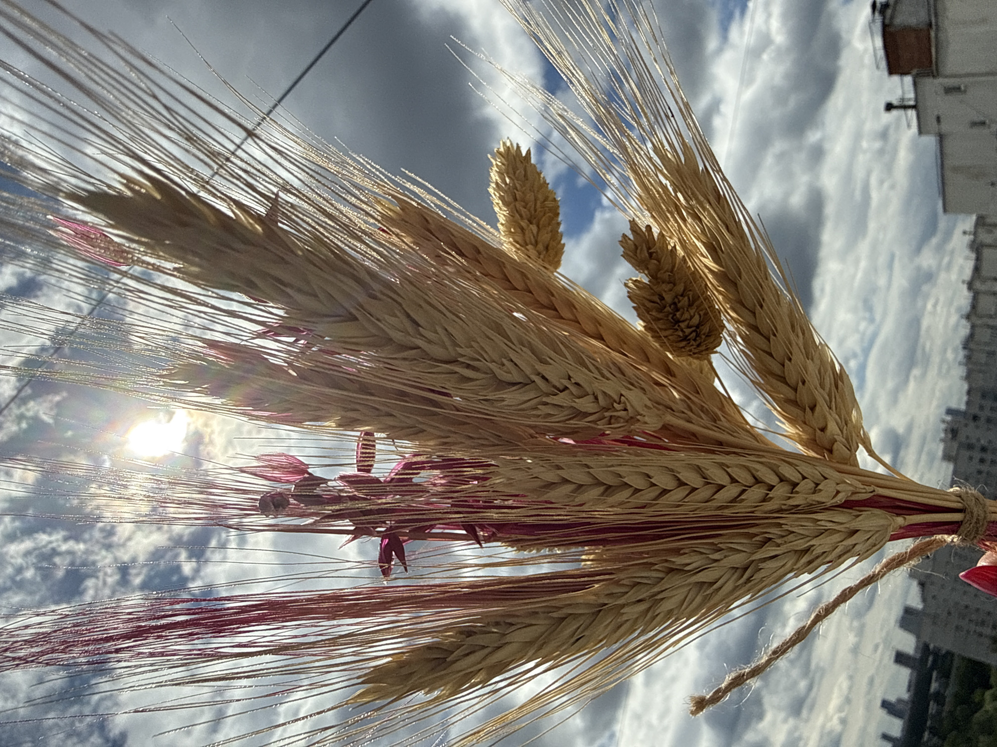 A close-up, low-angle shot captures a bouquet of dried wheat stalks and pink-dyed flora against a backdrop of a partly cloudy sky with the sun partially obscured by clouds and the bouquet, creating lens flare. In the distance, a city skyline is visible, featuring apartment buildings and industrial structures. The bouquet is bound with twine, and a person's hand with red nail polish is holding it from the bottom left. The composition suggests the photo was taken outdoors in an urban setting, likely Moscow, Russia, given the architectural style of the buildings in the background.