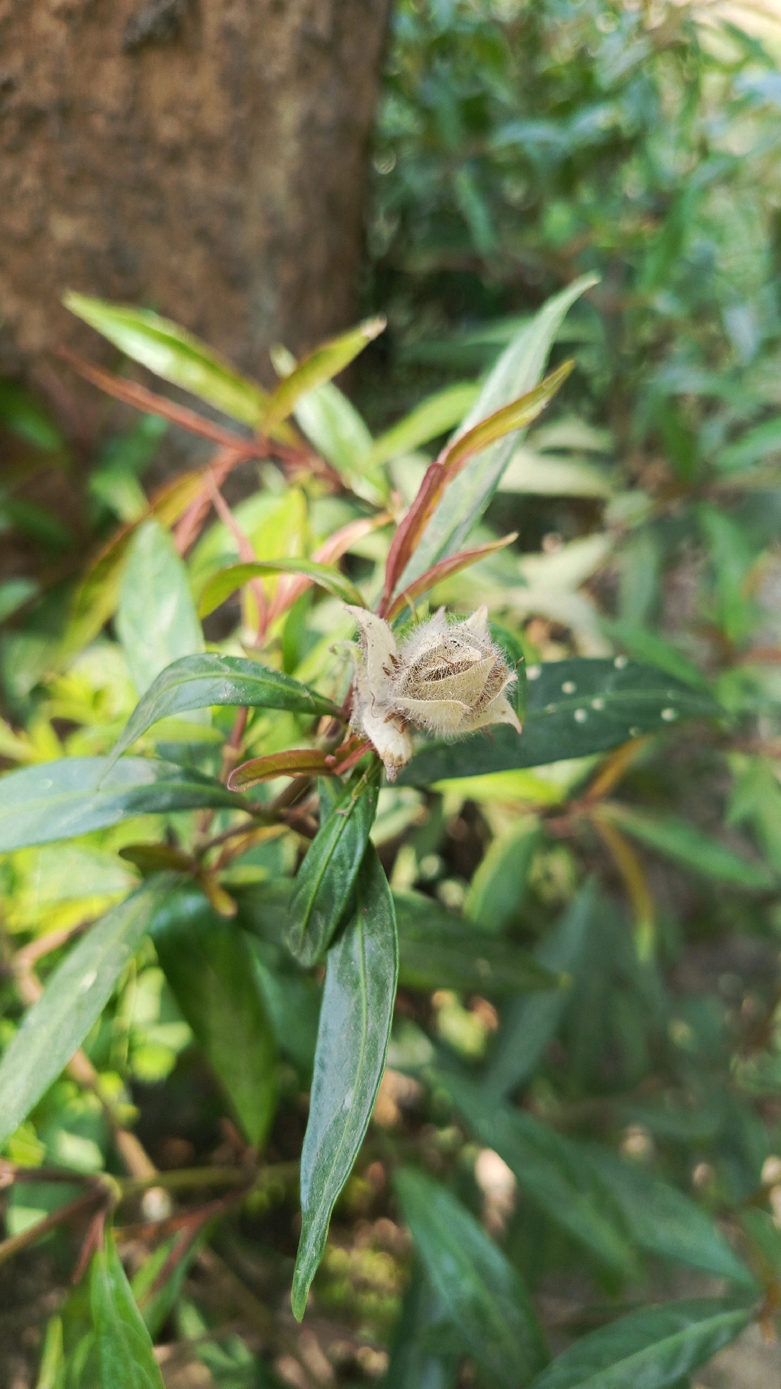 A close-up, outdoor shot focuses on a single, spiky, light-brown seed pod on a plant. The pod is triangular with pointed tips and is covered in fine hairs. It is surrounded by numerous green, lance-shaped leaves, some of which have reddish-brown edges. The background is softly blurred, showing more greenery and the rough texture of a tree trunk to the left. The lighting suggests it is daytime. The image is likely from Babadan, Indonesia, given the presence of tropical or subtropical vegetation.