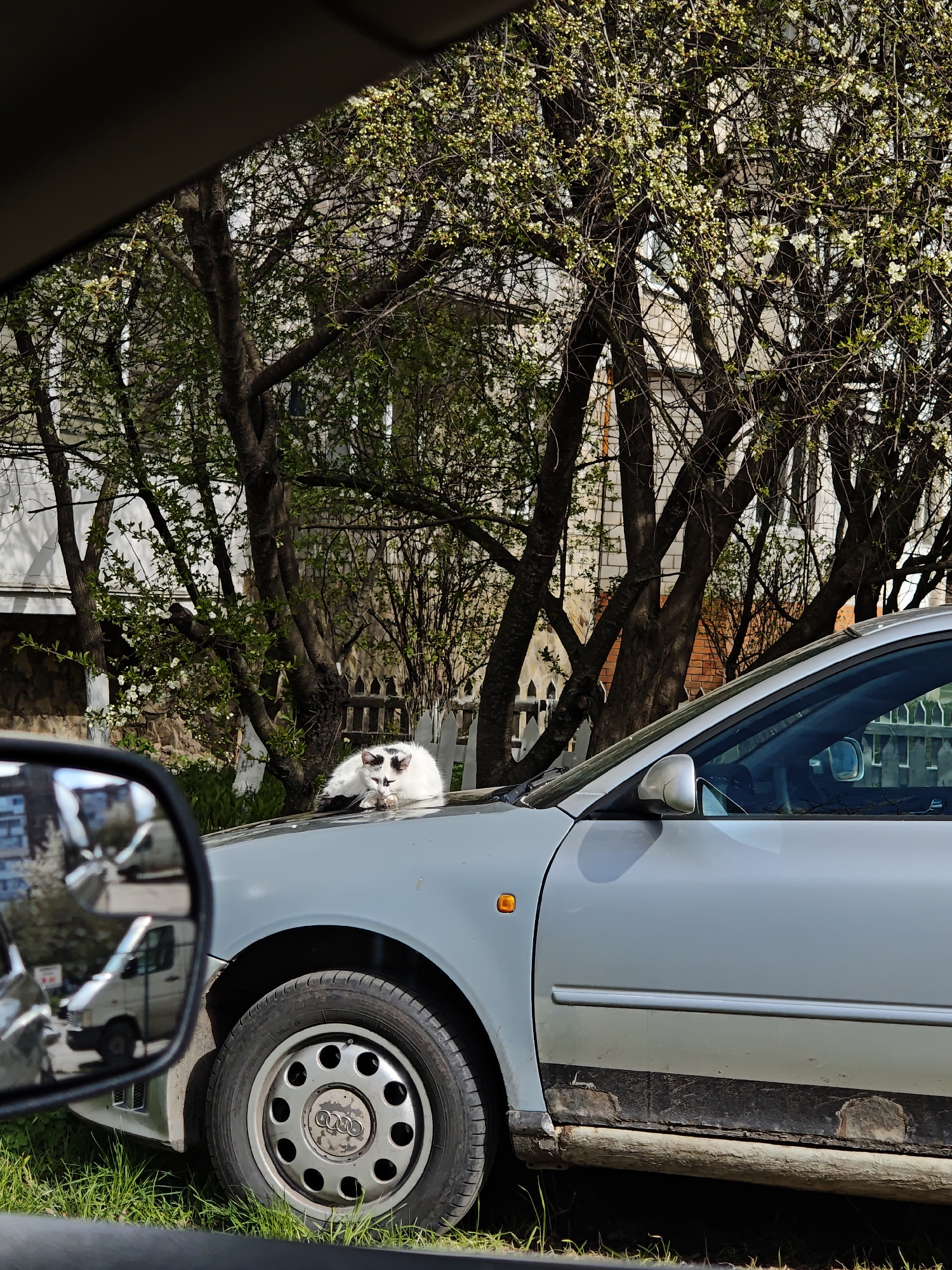 This outdoor photograph, taken in Vinnytsia, Ukraine, captures a domestic cat resting on the hood of a parked car amidst a residential backdrop.
The primary subject is a white cat with distinct black patches, particularly around its eyes, ears, and nose, giving it a masked appearance. It lies comfortably on the hood of a light-colored sedan, looking directly forward.
The car is a light silver or possibly light blue sedan, seen from the front-left fender and extending along its side. Notable details of the car include significant rust and wear along the bottom edge of the doors and undercarriage. The front wheel features a silver hubcap with the visible "Audi" logo. In the lower-left foreground, the side mirror of the vehicle from which the photo is taken reflects a white van and other distant structures.
The background is dominated by lush, blooming trees, likely in springtime, featuring numerous white flowers and light green leaves. Through the dense foliage, parts of residential buildings are visible, including sections of white-painted walls and brickwork, along with a white picket fence. The overall scene is brightly lit by natural daylight, suggesting mid-morning or afternoon. The photograph's perspective is from inside another vehicle, with a dark edge of a car interior or window frame visible in the top left.