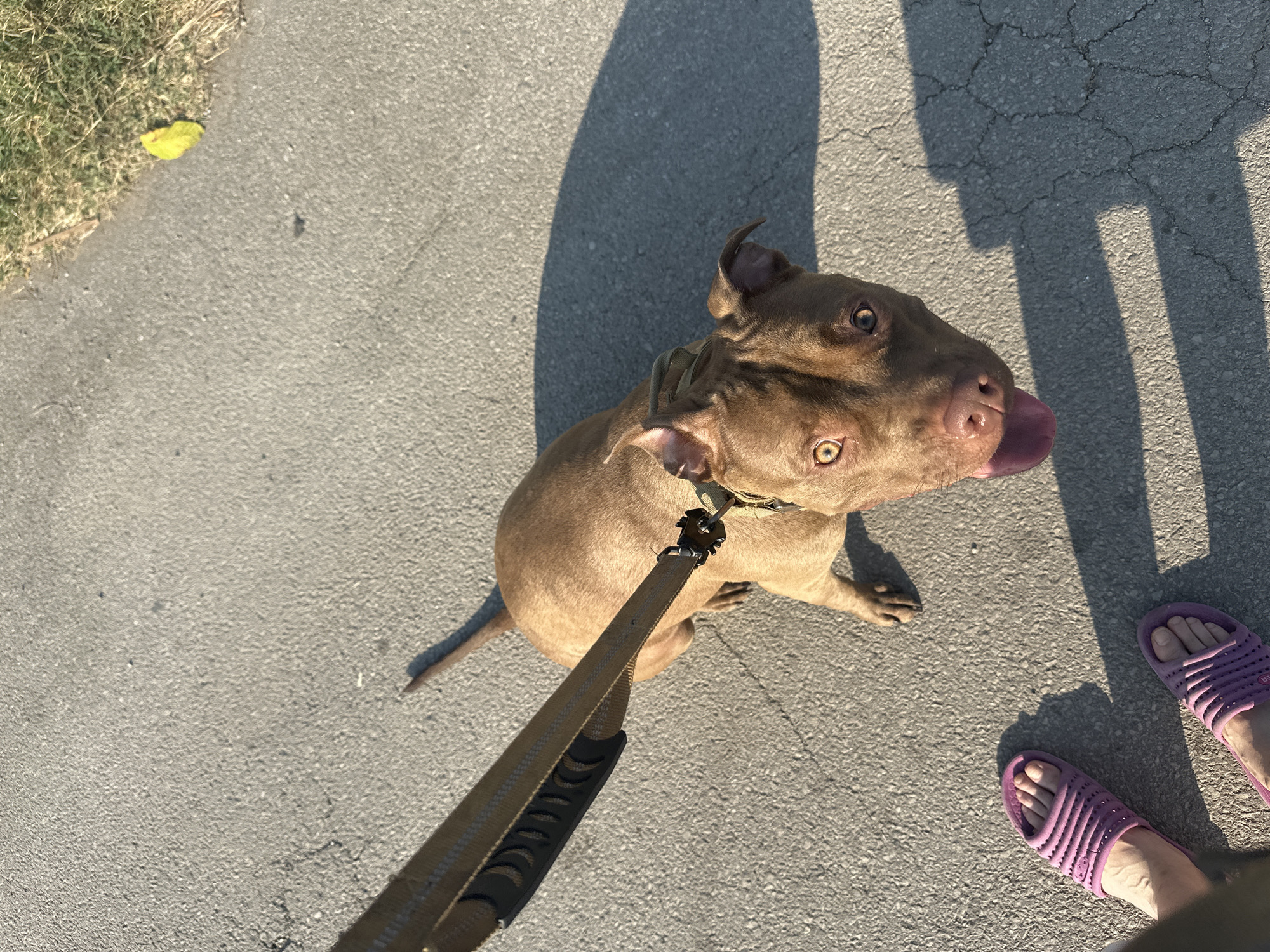 An overhead, eye-level shot shows a medium-sized, brindle pit bull looking up at the camera. The dog is on a leash and is standing on a paved path next to a patch of grass. The dog is facing the camera and its tongue is hanging out of its mouth. The leash is tan with black accents and is held by an unseen person. The person's feet, wearing pink slides, are visible in the lower left corner of the frame. The setting appears to be a park or sidewalk in Malevo, Bulgaria. The lighting suggests it is daytime, possibly late afternoon due to the long shadows cast by the dog. The ground is cracked asphalt, and a yellow leaf is visible on the grass. The overall tone of the image is casual and relaxed.