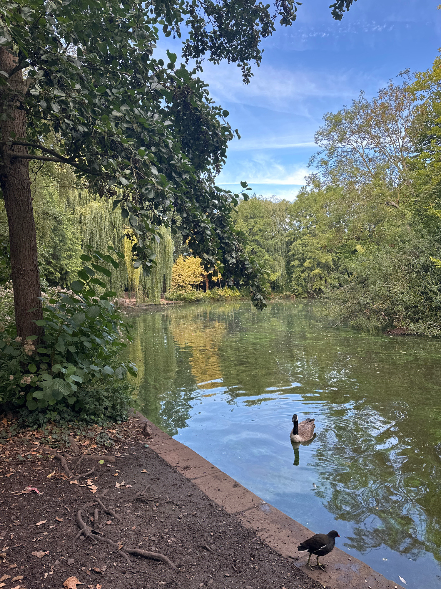 A Canadian goose swims in a pond with its reflection visible on the rippling surface. Beside the pond, a moorhen stands on the muddy bank, its legs splayed as it pecks at the ground. The pond is surrounded by lush green trees and foliage, with the vibrant blue sky peeking through the branches. The scene appears to be in a park in London, United Kingdom, possibly Regent's Park, given the presence of diverse waterfowl and mature trees typical of the area. The light suggests it is a daytime scene, likely mid-morning or afternoon.