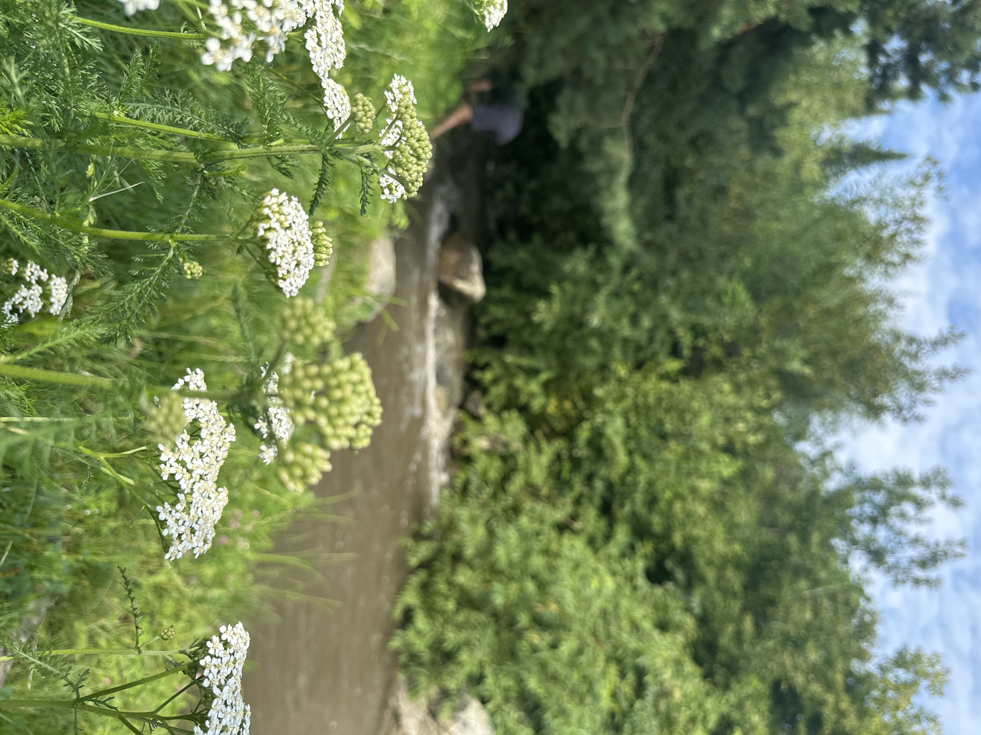 The image depicts a natural scene with a focus on wildflowers in the foreground. In the middle ground, a person, whose back is turned to the camera, is partially obscured by foliage, appearing to be near or in a shallow body of water. The background consists of dense green trees and a cloudy sky. The overall environment suggests a rural or natural setting, possibly a park or undeveloped area. It is impossible to determine the specific location within Даниловка (алтайский), Russia from the visual information provided.