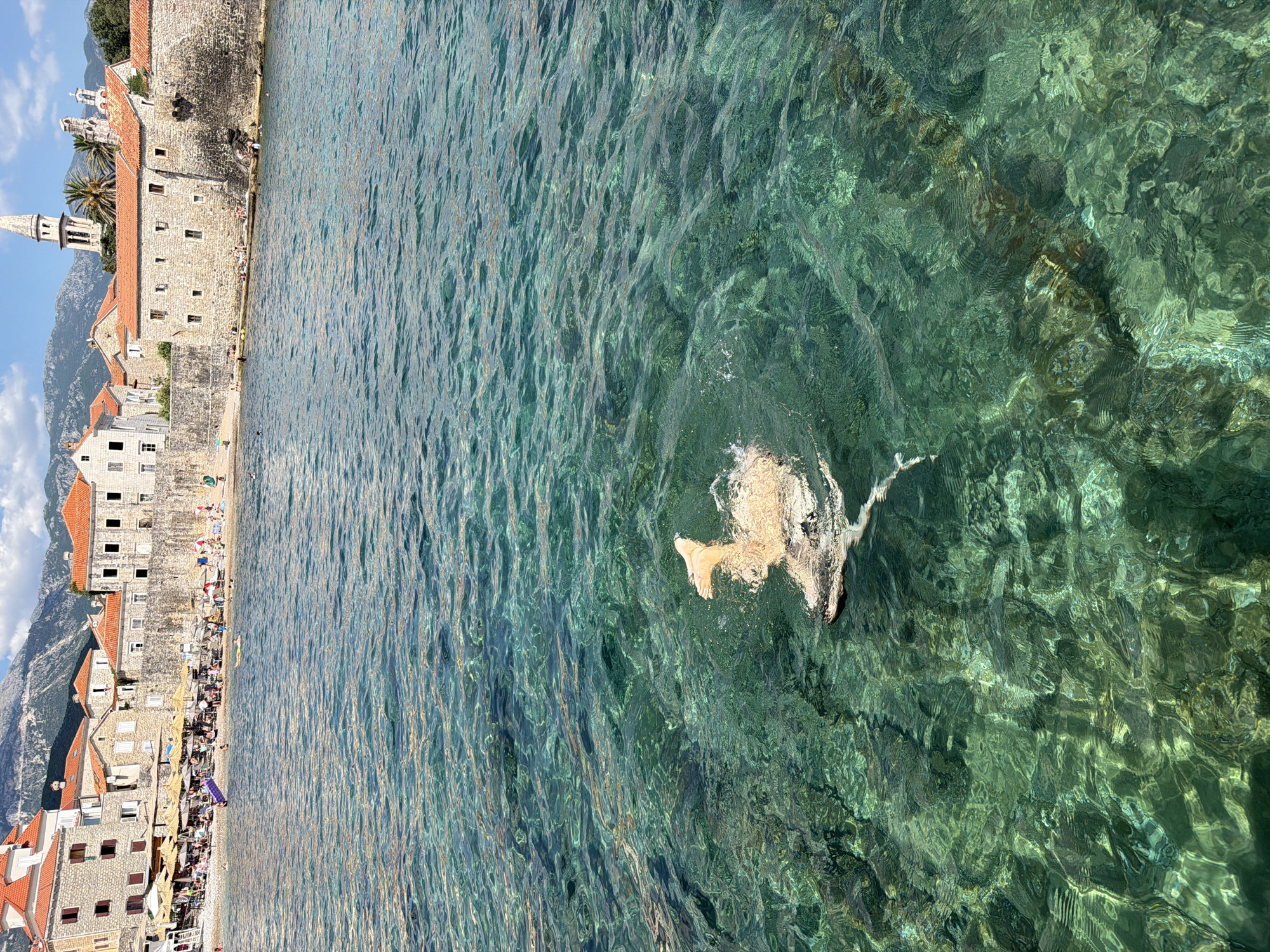In the foreground of the image, a person is swimming in clear, turquoise water. The swimmer's legs are visible near the surface, with water splashing around them. The water is so clear that the rocky seabed is visible below. In the background, the historic old town of Budva, Montenegro, is visible. The town is characterized by its stone buildings with red-tiled roofs, and a medieval stone wall. Beyond the town, mountains rise in the distance under a bright, sunny sky. Beach umbrellas and people can be seen on the shore. The scene depicts a lively summer day at the beach, with the ancient city providing a picturesque backdrop.