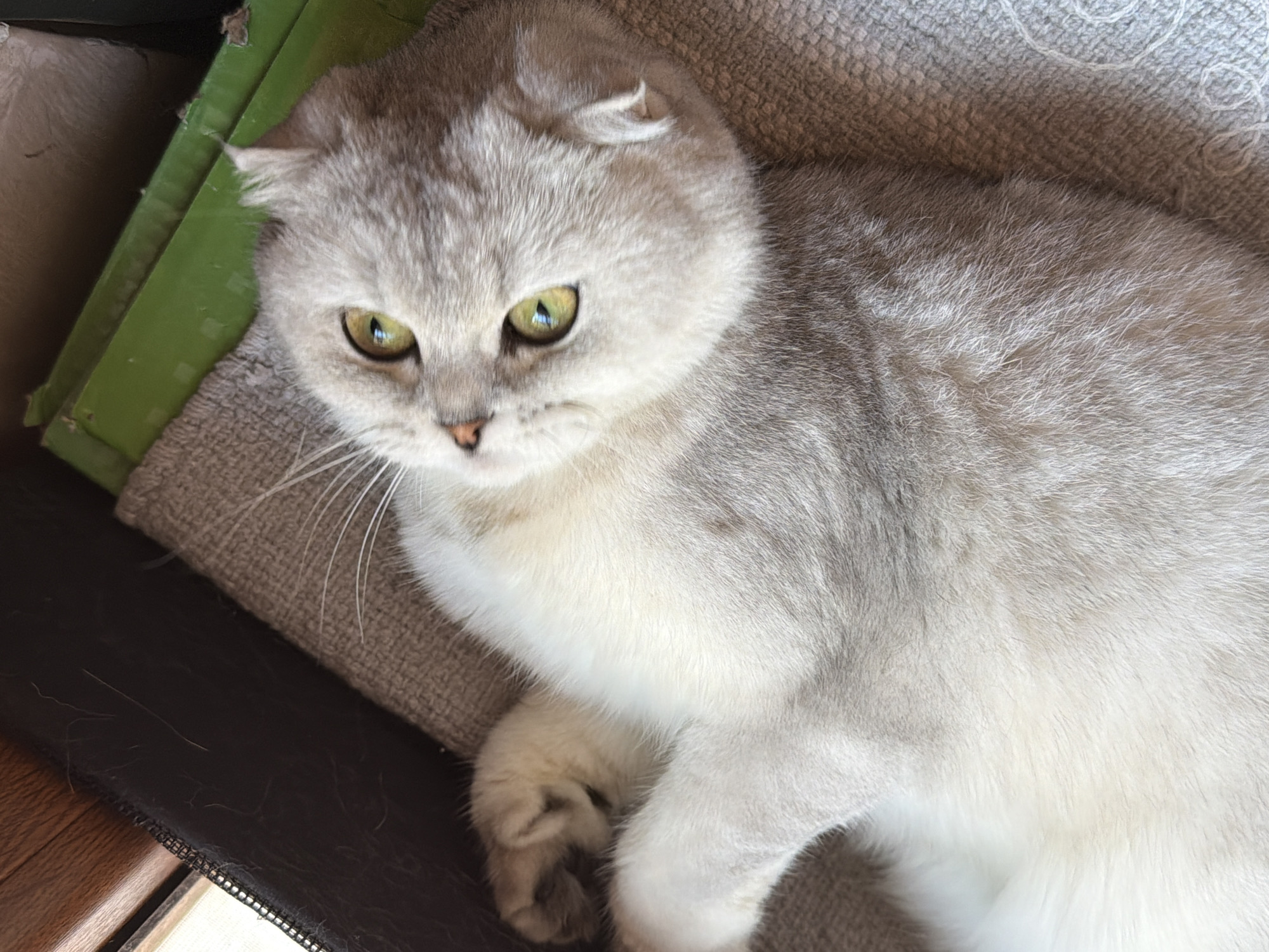 A close-up, high-angle shot shows a fluffy, light gray and white cat with bright green eyes lying on its back. The cat is positioned on a textured gray fabric, with a green object and a dark brown surface visible in the background. The cat's ears are folded forward, and its left paw is curled near its face. The image does not depict any recognizable landmarks or elements that would suggest a location in Rome, Italy.