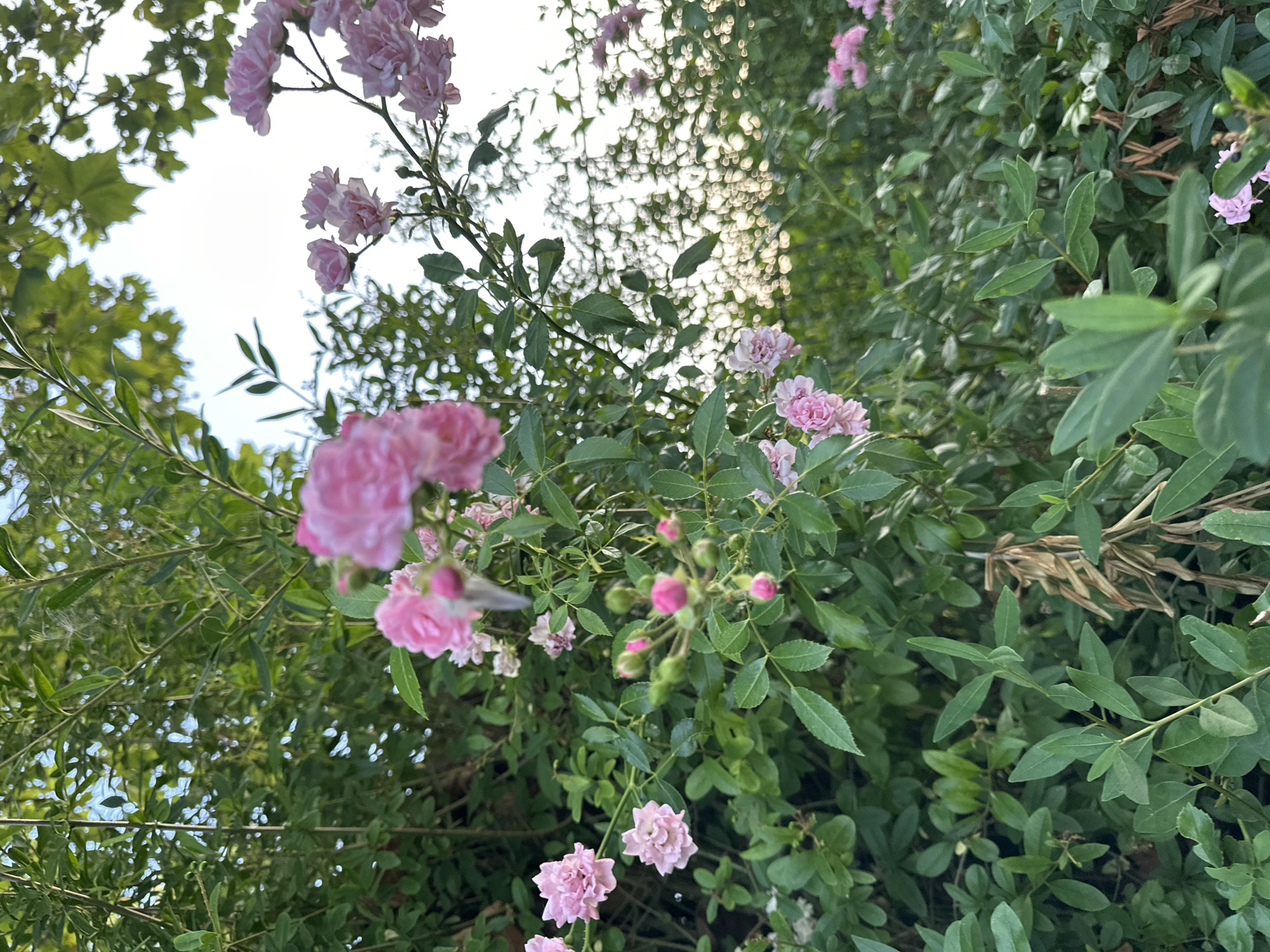 The image depicts a cluster of delicate pink roses and rosebuds amidst lush green foliage. The flowers are small and double-petaled, with some appearing as tightly furled buds and others in full bloom. The surrounding leaves are vibrant green, creating a natural and somewhat wild garden setting. The background is a blur of more greenery and hints of sunlight filtering through, suggesting an outdoor environment. The scene evokes a sense of natural beauty and tranquility. The image does not contain any people or specific identifiable landmarks that would allow for a precise location in Krefeld, Germany.