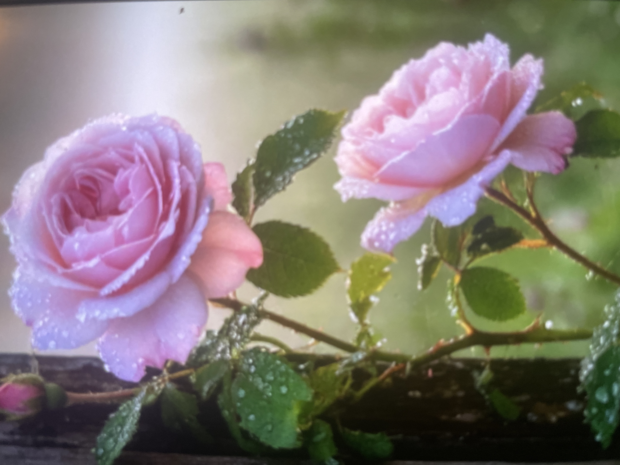 The image displays two pink roses with dew drops on their petals, set against a blurred green background. A thorny stem with green leaves is visible, partially obscured by a dark, vertical object on the left, possibly a wooden post. A small pink rose bud is also present on the stem. The lighting suggests an outdoor setting, likely in a garden. There are no people or specific landmarks to indicate a location in Khanty-Mansiysk, Russia.