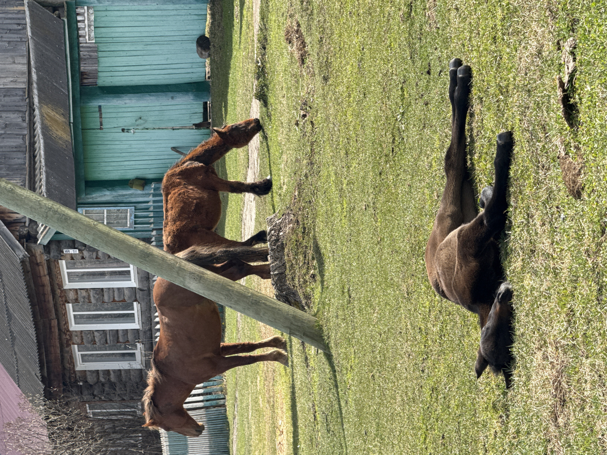 The image, taken in Tyulyuk, Russia, depicts a tranquil rural scene under bright daylight. Three horses are central to the composition, resting in a lush green pasture beside weathered wooden buildings.
In the foreground, a robust wooden pole stands vertically. To its immediate left, a brown adult horse is positioned with its head lowered, appearing to graze or rest. Another brown horse, likely an adult mare, stands further back and to the right of the pole, also with its head down.
To the right of the scene, a dark brown or black foal is lying comfortably on its left side in the vibrant green grass, its legs extended, suggesting it is either sleeping or simply enjoying a peaceful moment in the sun.
The background consists of two distinct wooden structures. On the left, a traditional log cabin house with a dark roof features three prominent white-framed windows. Above the topmost window, a small white plaque displays the numbers "103" and the Cyrillic letter "Б". To the right of the log cabin, another wooden building, possibly a barn or shed, is visible, painted in a faded teal or light green hue.
The scene is well-lit by clear sunlight, casting discernible shadows from the pole and the horses. The overall atmosphere is one of serene village life, characterized by the rustic architecture and the free-roaming animals.