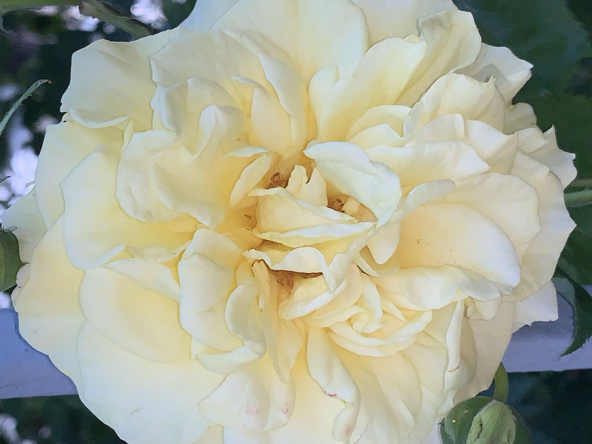 The image presents a close-up, top-down view of a fully bloomed light yellow rose, dominating the frame. The flower is densely packed with numerous, soft, and ruffled petals that transition from a pale, creamy yellow at their outer edges to a slightly deeper, warmer yellow towards the intricate center. Small, faint reddish-pink flecks are visible on some of the petals, particularly in the lower section of the flower. Within the tightly curled core of the rose, hints of darker, brownish-yellow stamens or internal structures can be discerned.
The background is largely out of focus, creating a soft, blurred effect that helps the rose stand out. Dark green foliage is visible on the right side and in the upper left corner, where a thin, thorny stem also emerges. A small, closed green rose bud is partially visible at the bottom right, adding another natural element to the scene. Soft blurs of lighter blue and grey are present along the left side and bottom left, suggesting a distant element or the sky. The lighting appears natural and diffused, gently illuminating the delicate textures and folds of the petals. No people or specific activity are depicted, and no text is visible. The image conveys a serene and peaceful ambiance, focusing solely on the intricate beauty of the rose.