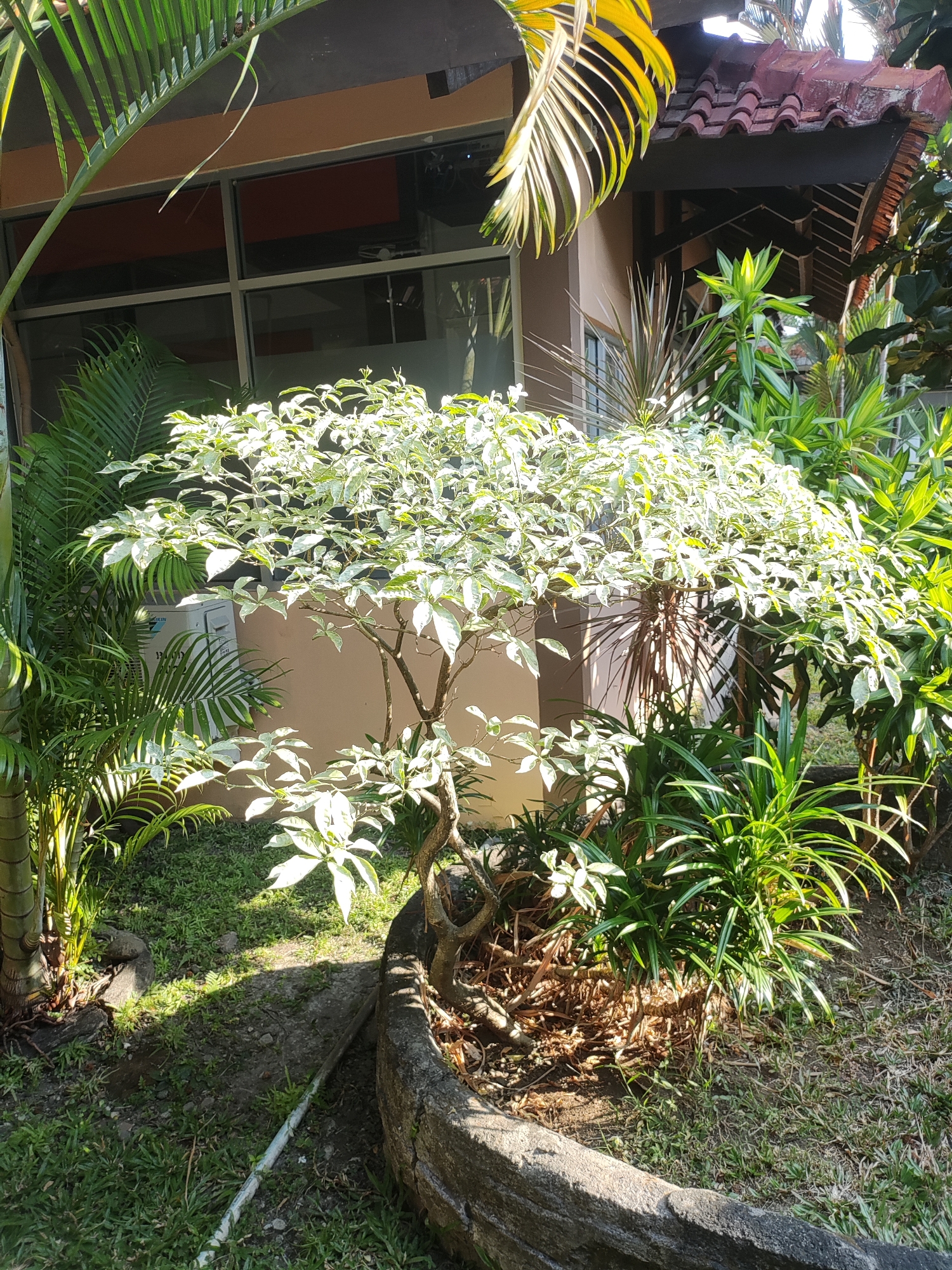 A medium shot captures a tropical garden scene in Cirebon, Indonesia, bathed in bright sunlight. The foreground is dominated by a decorative planter, a curved, rough-textured concrete structure, containing dry leaves and twigs. A small, variegated tree with white and green leaves is planted within this planter. Surrounding the planter is lush green grass and a patch of bare earth with some dry foliage. To the left, a tall, slender palm tree with segmented bark stands prominently. Behind the trees, a building with beige walls and large windows with dark frames is visible. Part of the building's roof, covered with reddish-brown tiles, is also in view. An air conditioning unit is mounted on the wall to the left of the central tree. The overall environment suggests an outdoor area adjacent to a building, likely a residence or commercial establishment, in a warm climate. No people are present in the image.