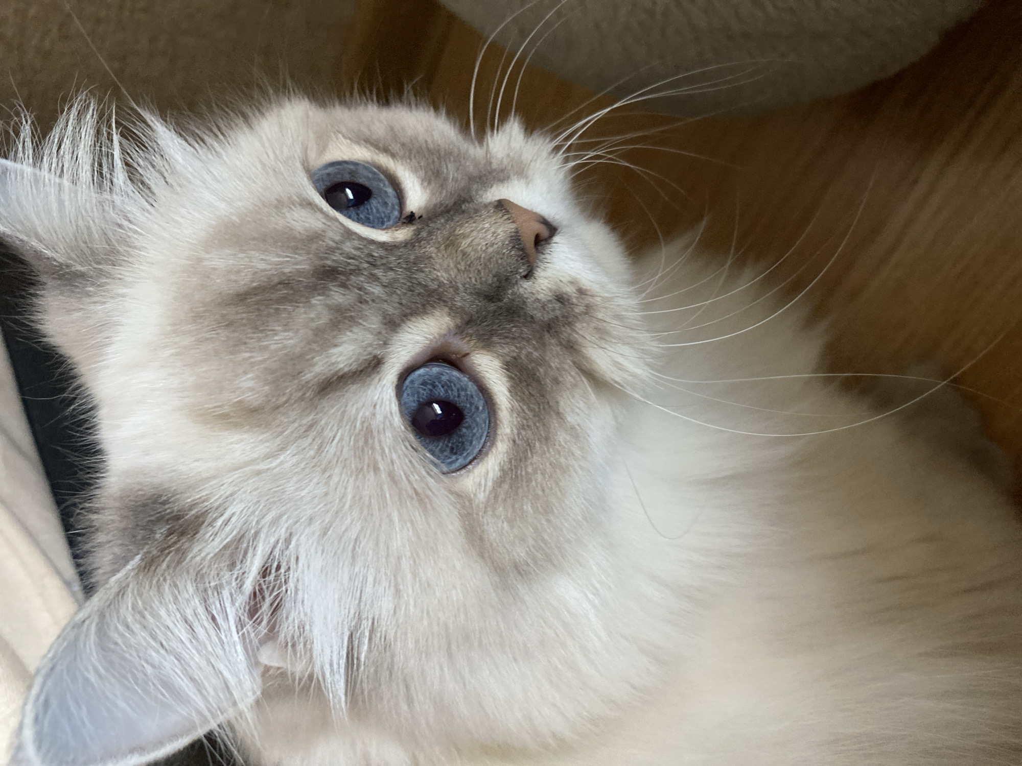 The image shows a close-up of a domestic cat's face, with its bright blue eyes being the focal point. The cat has light-colored fur with some grey markings on its head and ears. Its whiskers are long and white, fanning out from its muzzle. The background is out of focus, appearing to be a wooden surface and a soft, textured object, possibly a piece of furniture. There is no indication of the city of Chaikovsky, Russia, or any urban environment in the image.