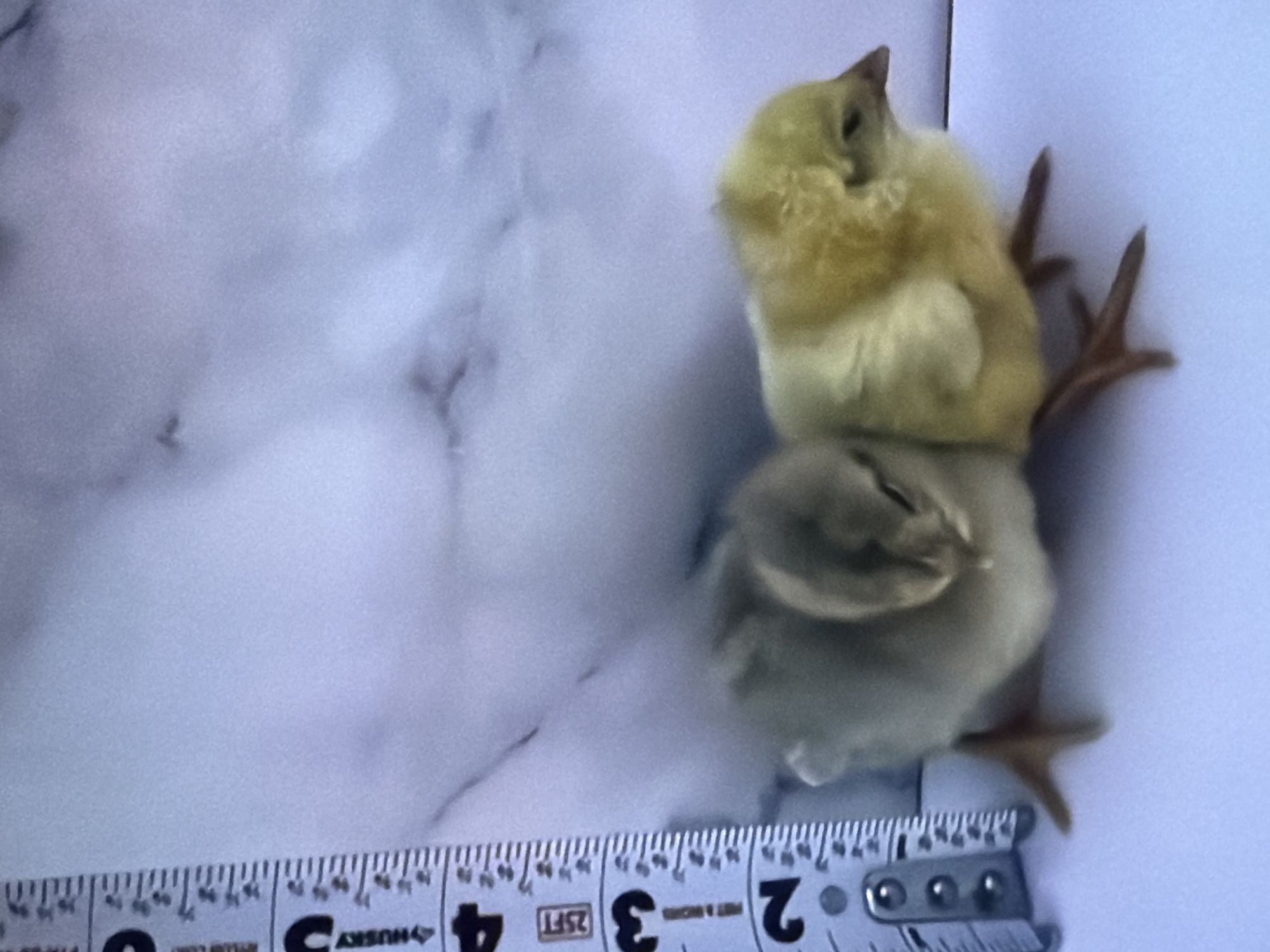 Two chicks are positioned next to a tape measure on a white surface with a marbled background. One chick is light gray and the other is yellow. The tape measure is marked with inches and feet, with the numbers 2, 3, and 4 visible. The scene is located in Bukuru, Nigeria.